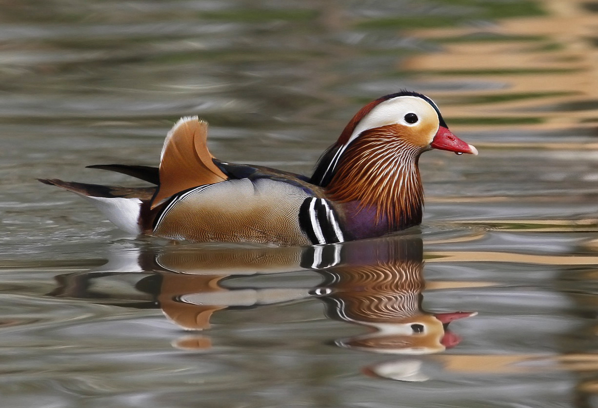 mandarin duck