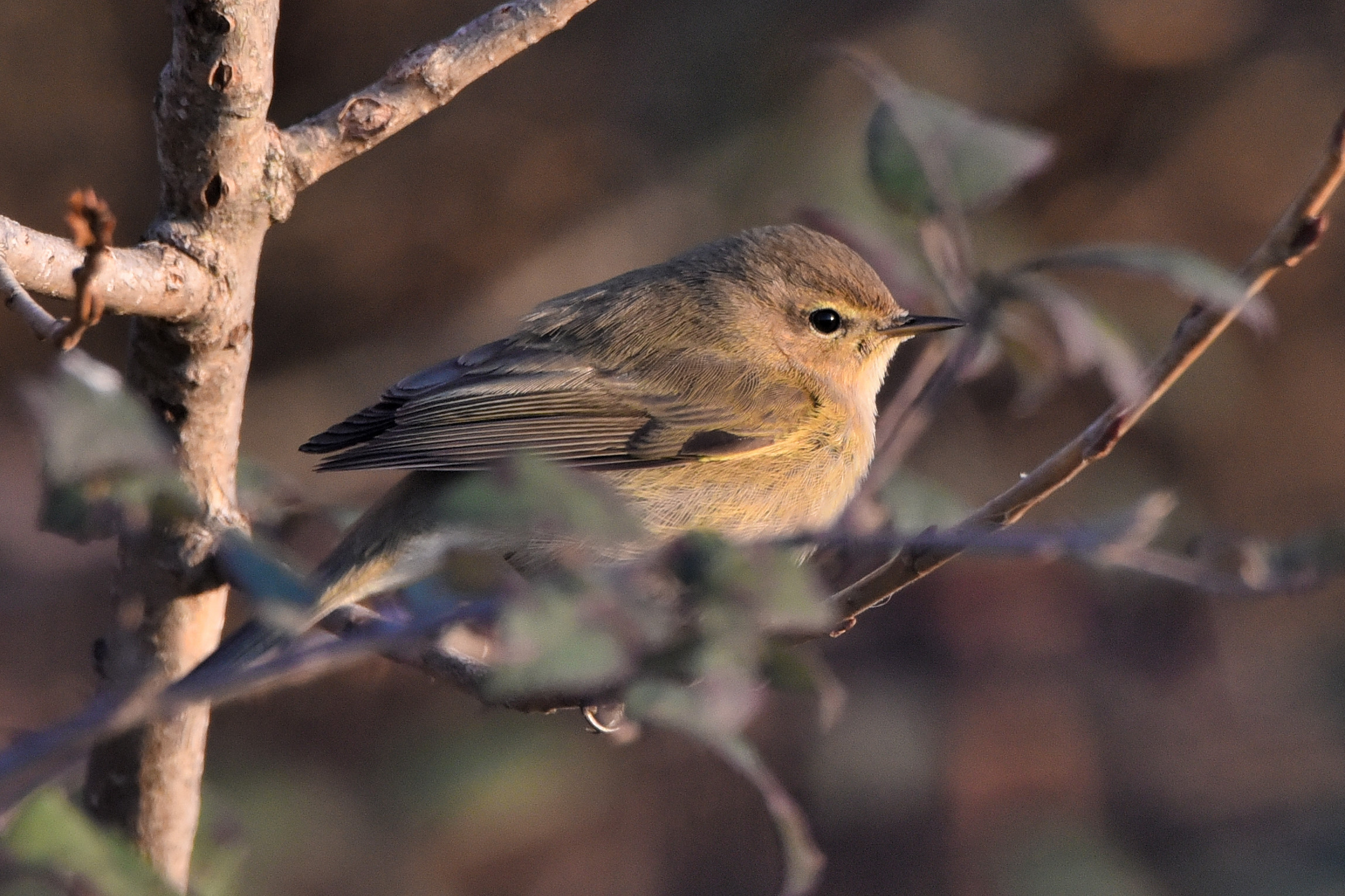 Chiffchaff