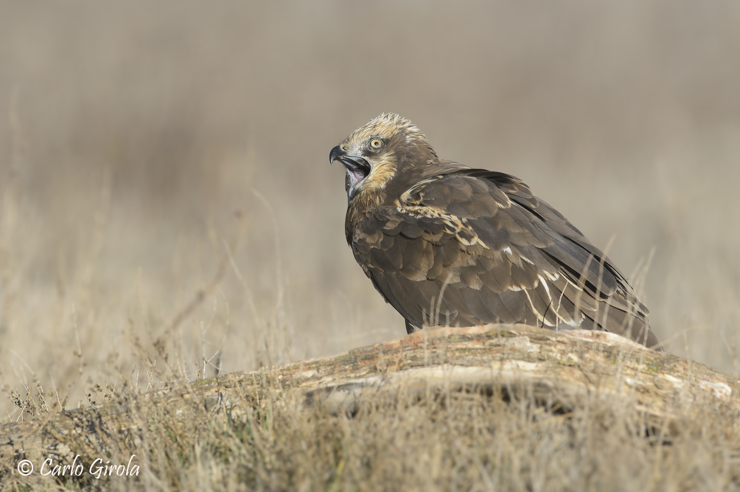 Marsh harrier (Circus aeruginosus), the cry.