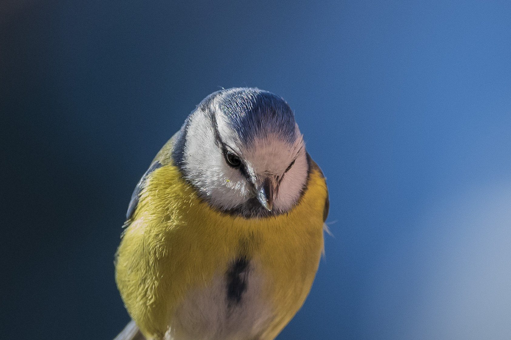 But what do you think? (Blue)