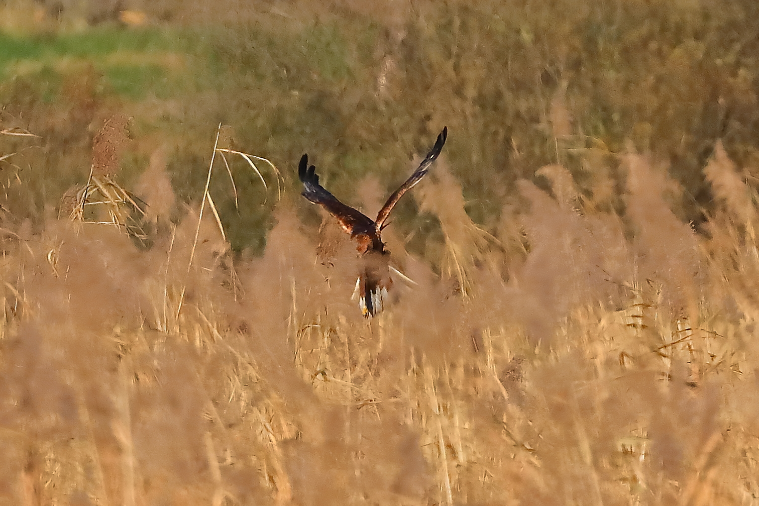 Marsh Harrier M 29-11-2023