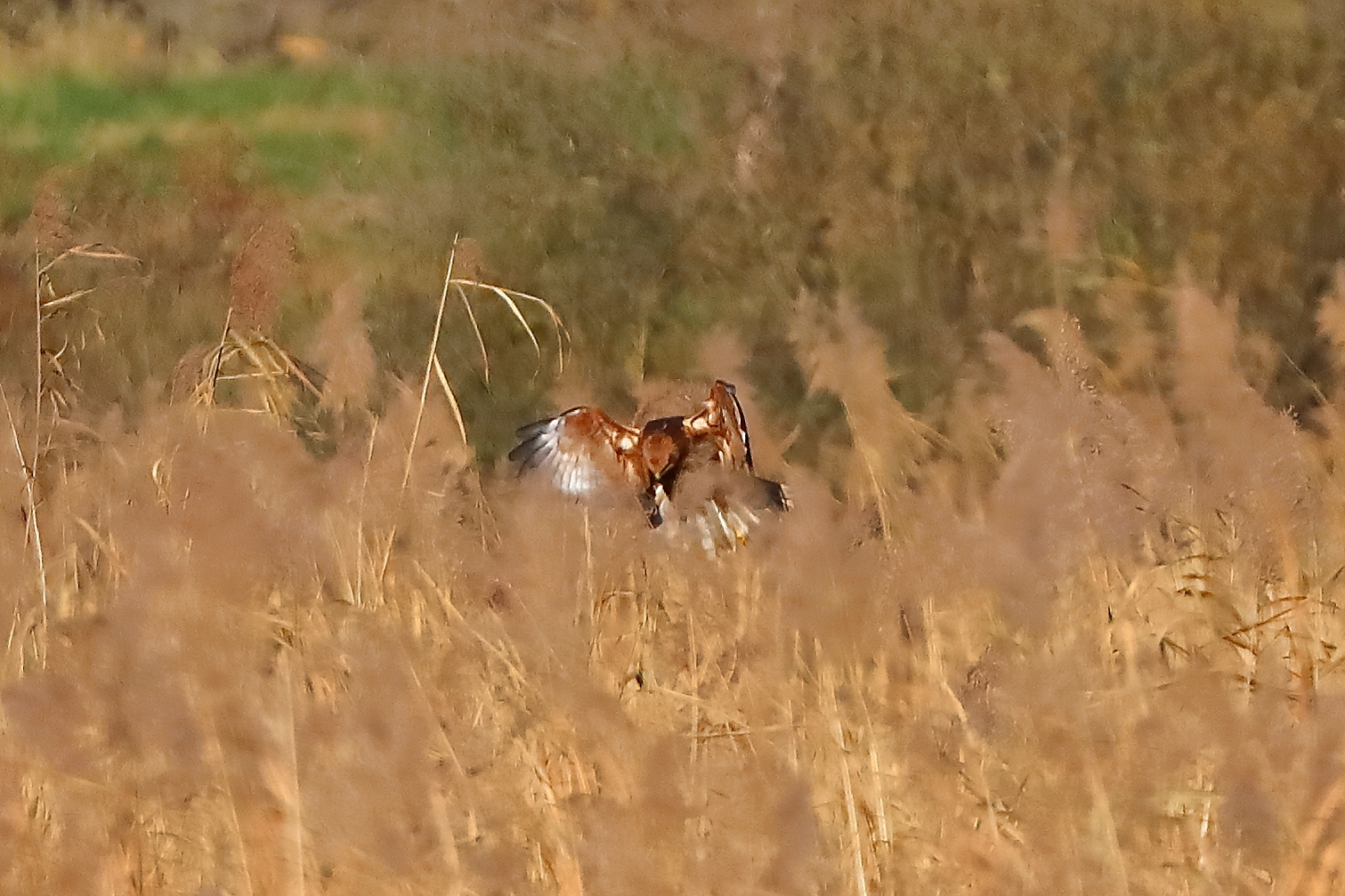 Marsh Harrier M 29-11-2023