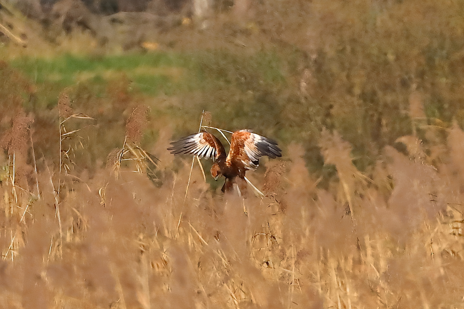 Marsh Harrier M 29-11-2023
