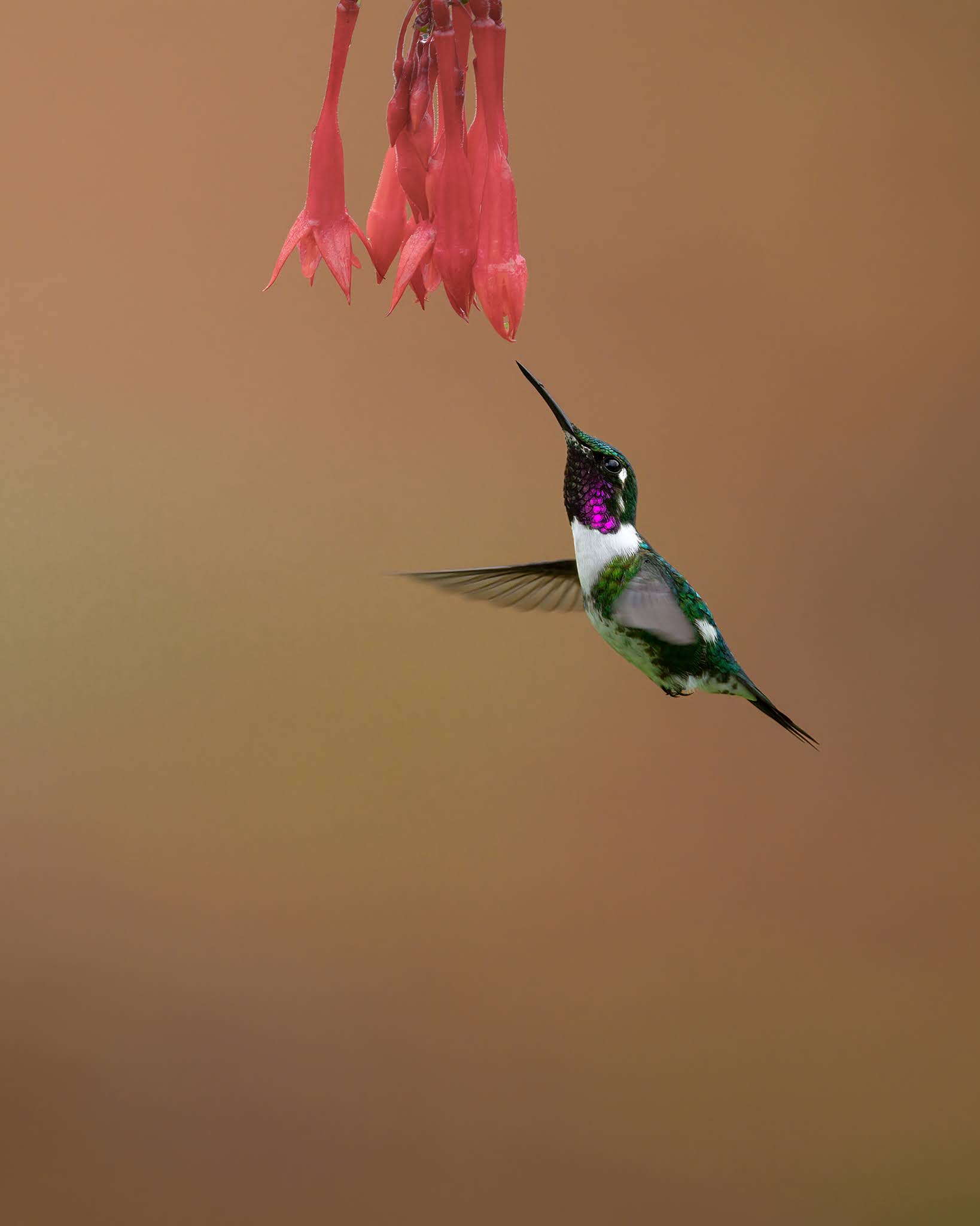 White-breasted hummingbird