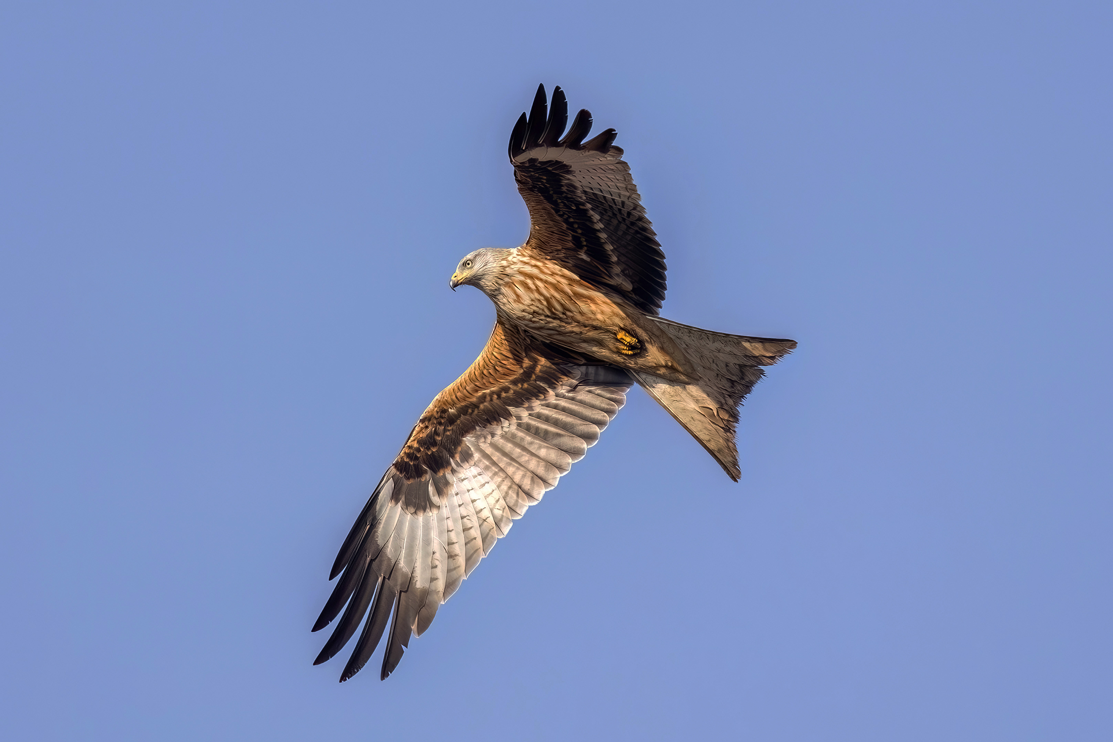 Red kite