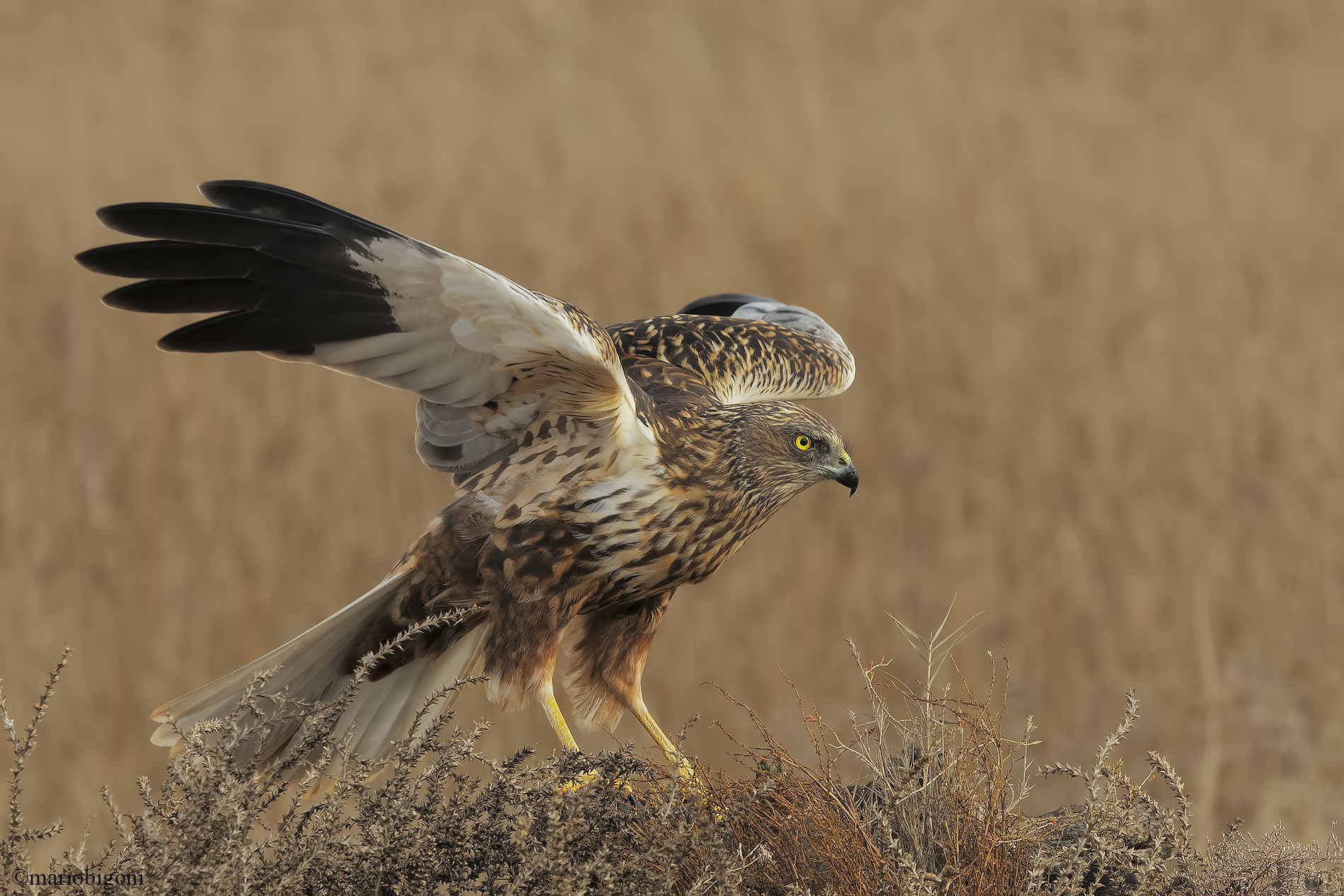 Falco di palude maschio