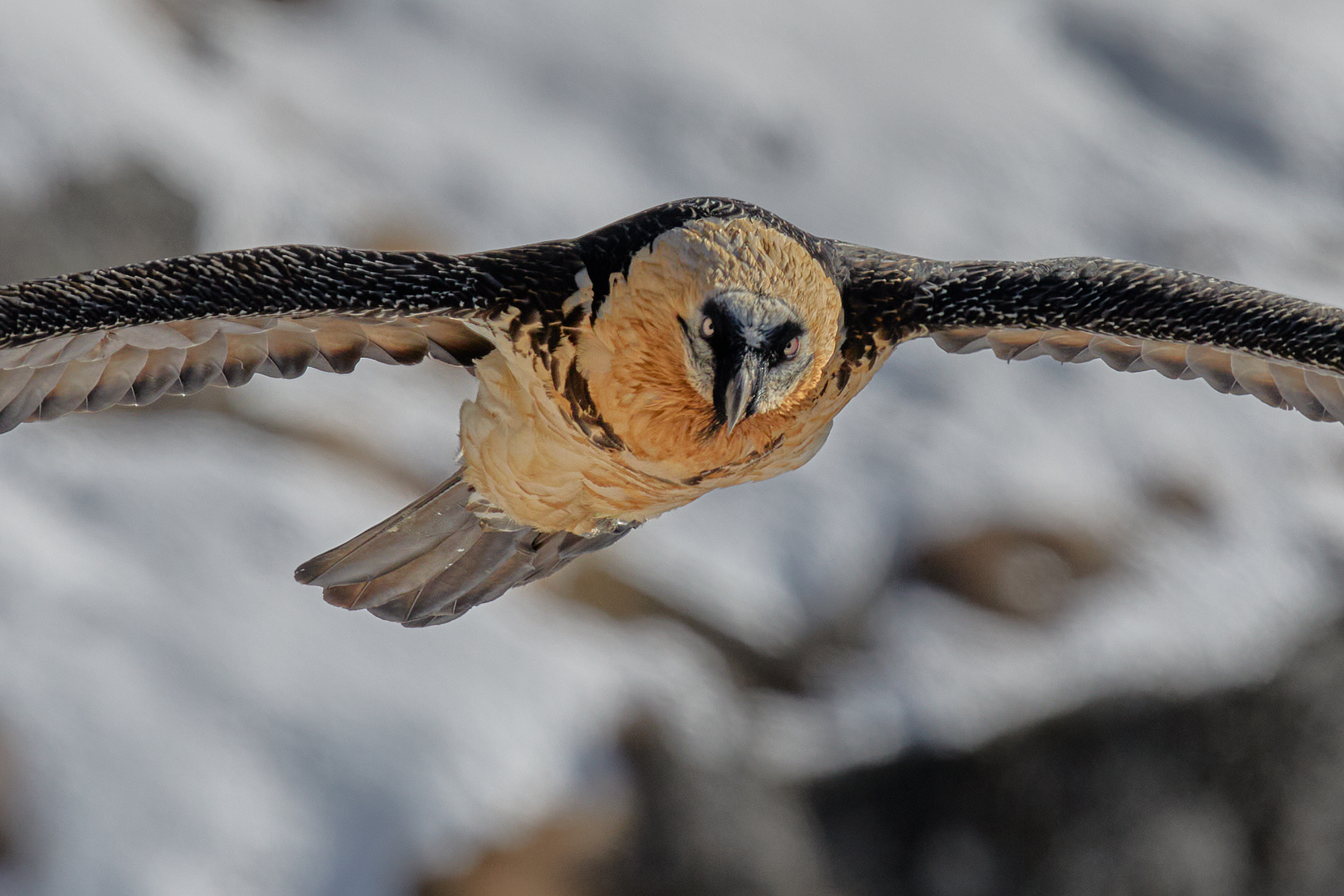Sguardi - Gipeto - Gypaetus Barbatus