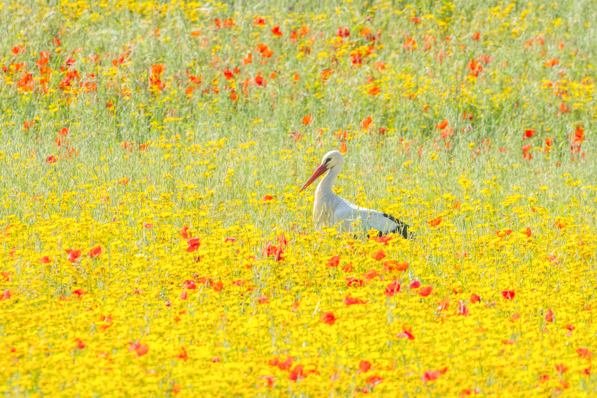 Una cicogna fa primavera