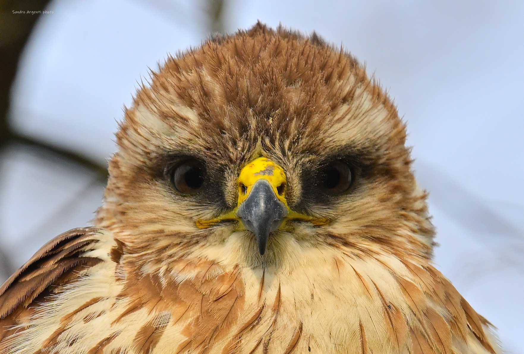 Difficilmente riesco a creare empatia con un animale...