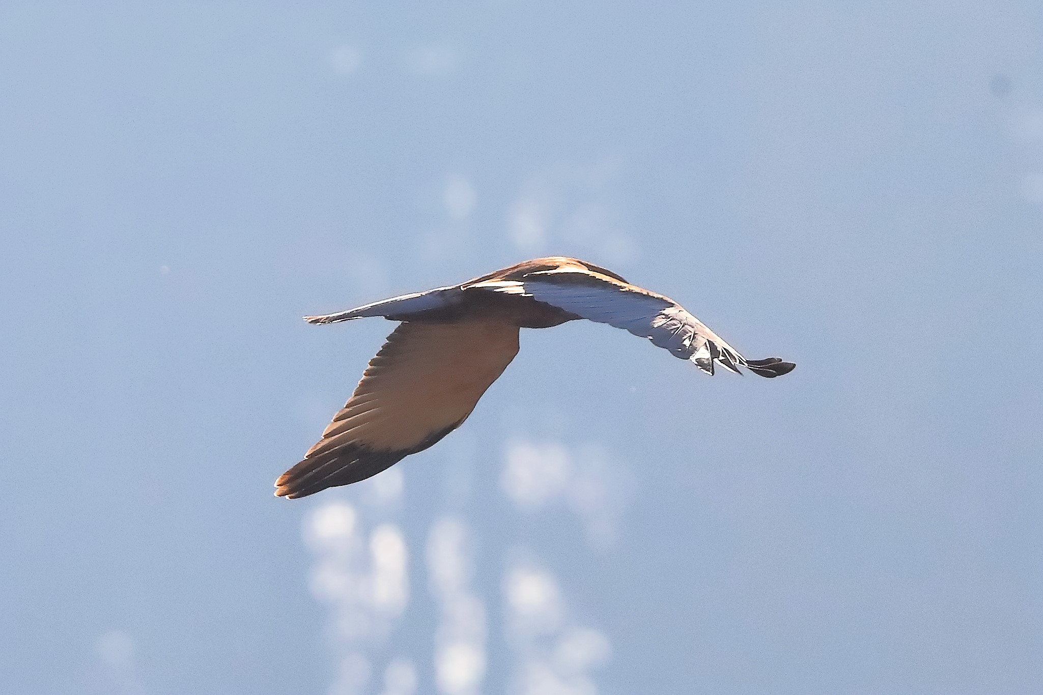 Marsh Harrier M 14-12-2023