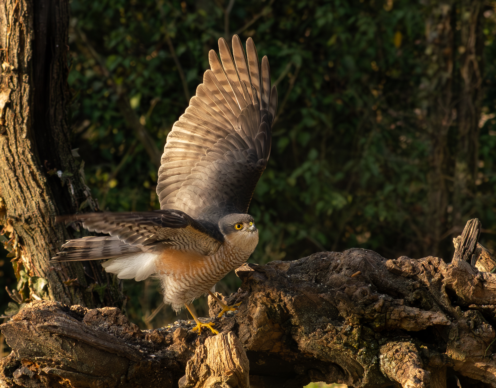 sparviere in decollo