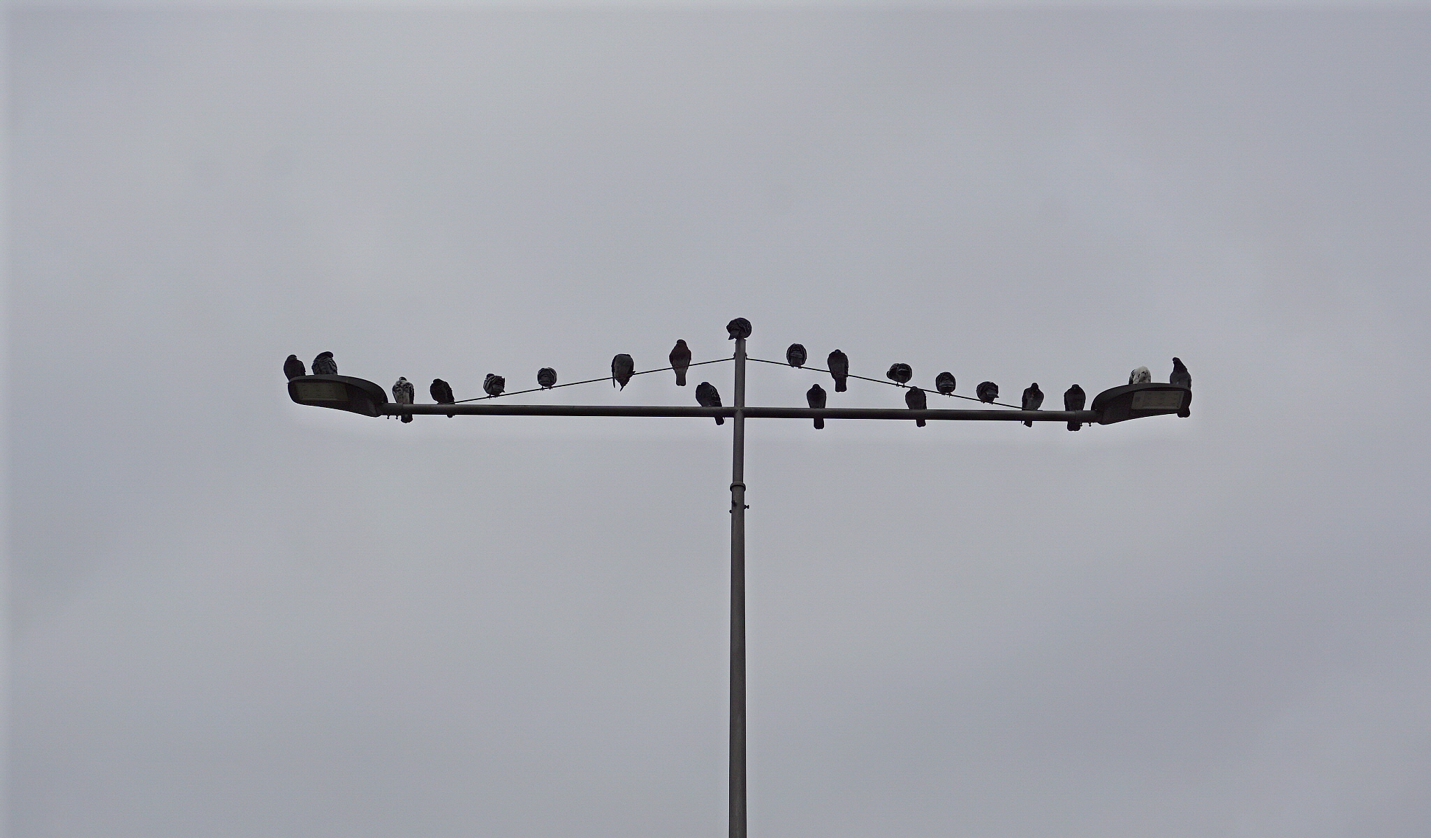 Raga!Ambrogio dov 'e'?