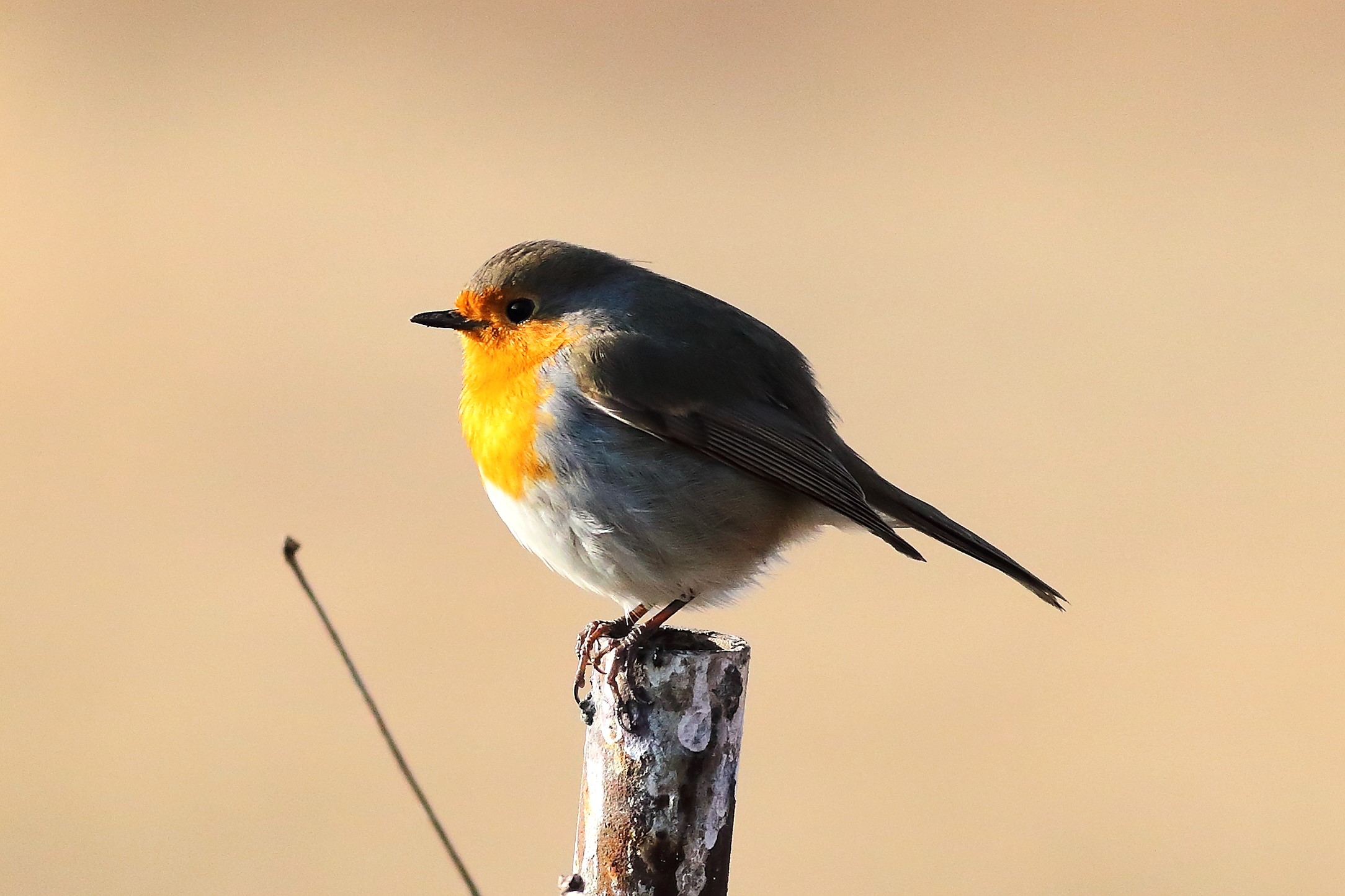 Robin 23 January 2024 - 6265