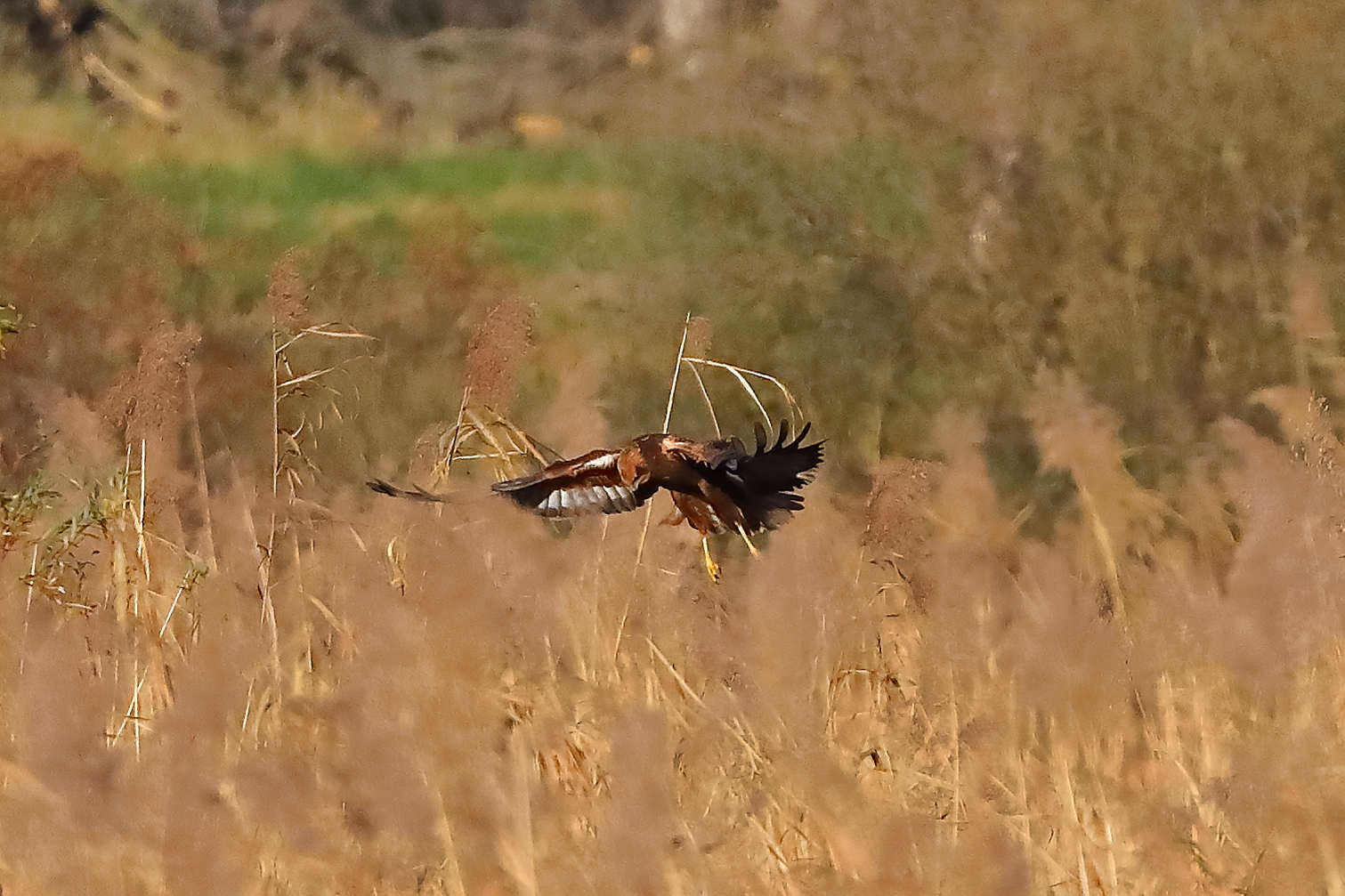 Marsh Harrier M 29-11-2023