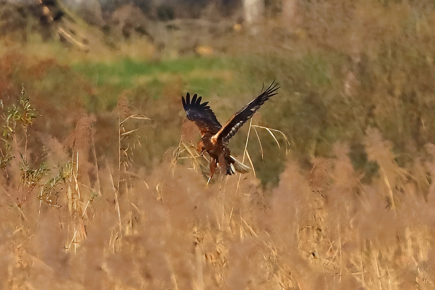 Marsh Harrier M 29-11-2023