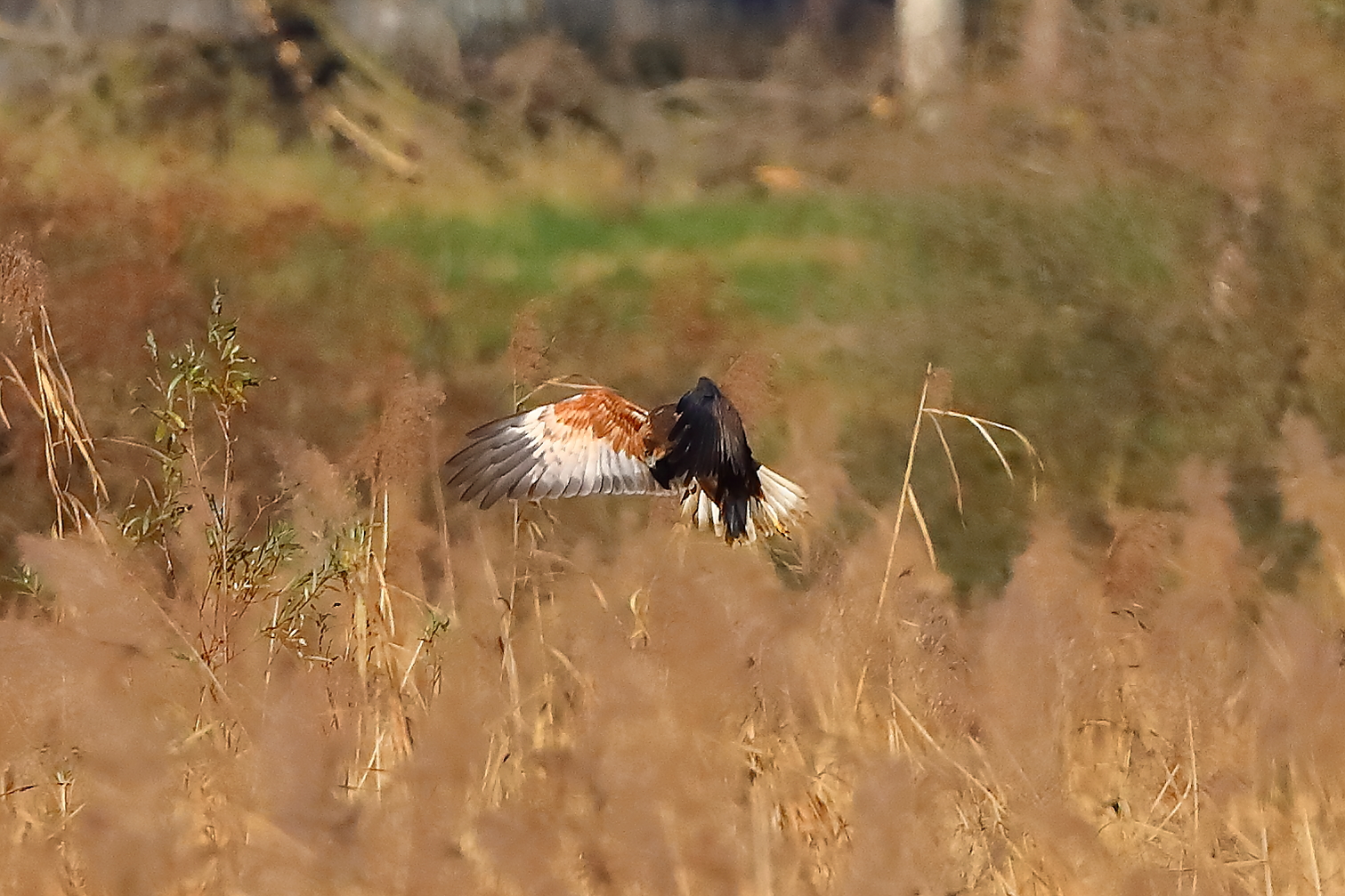 Marsh Harrier M 29-11-2023