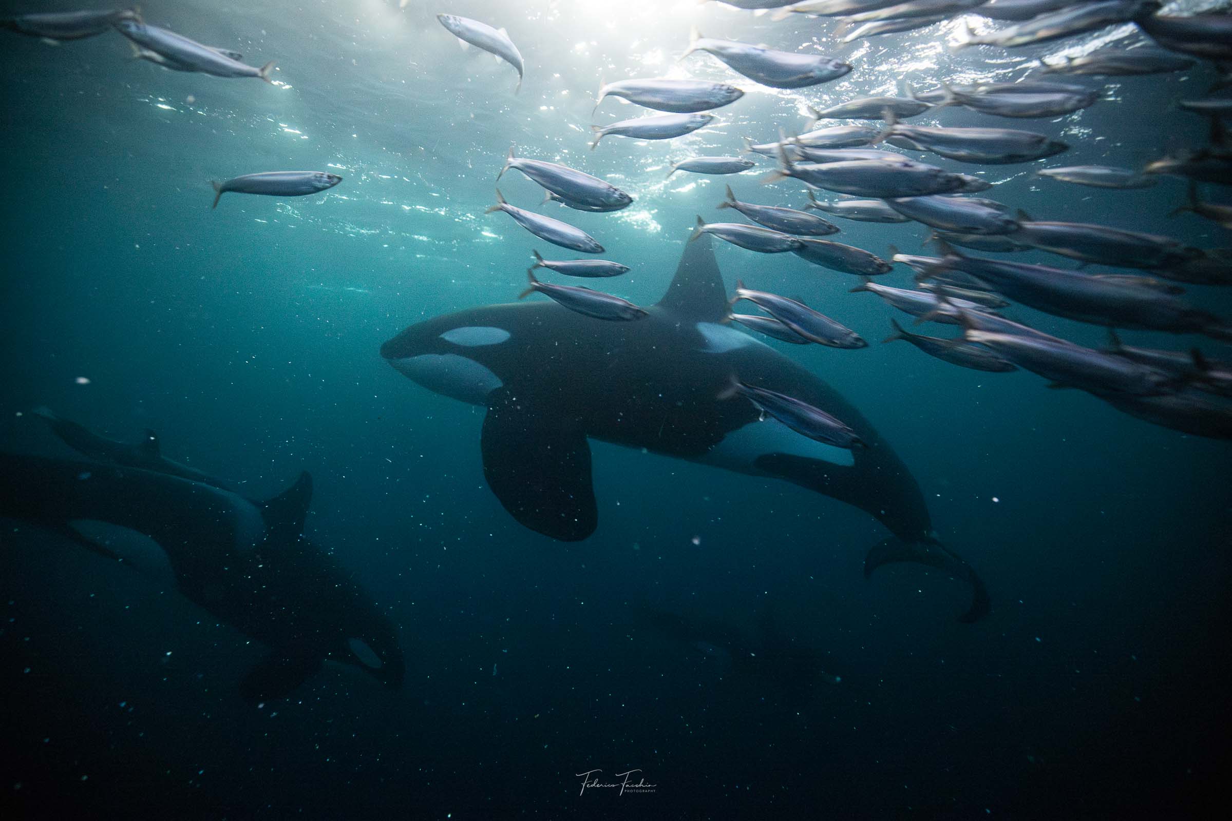 Turquoise Orca