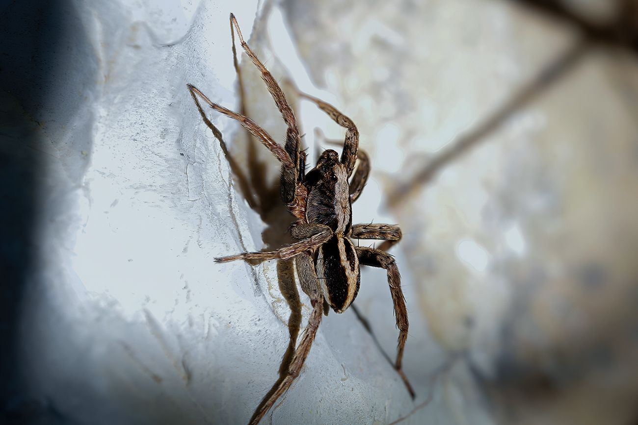 Alopecosa albofasciata