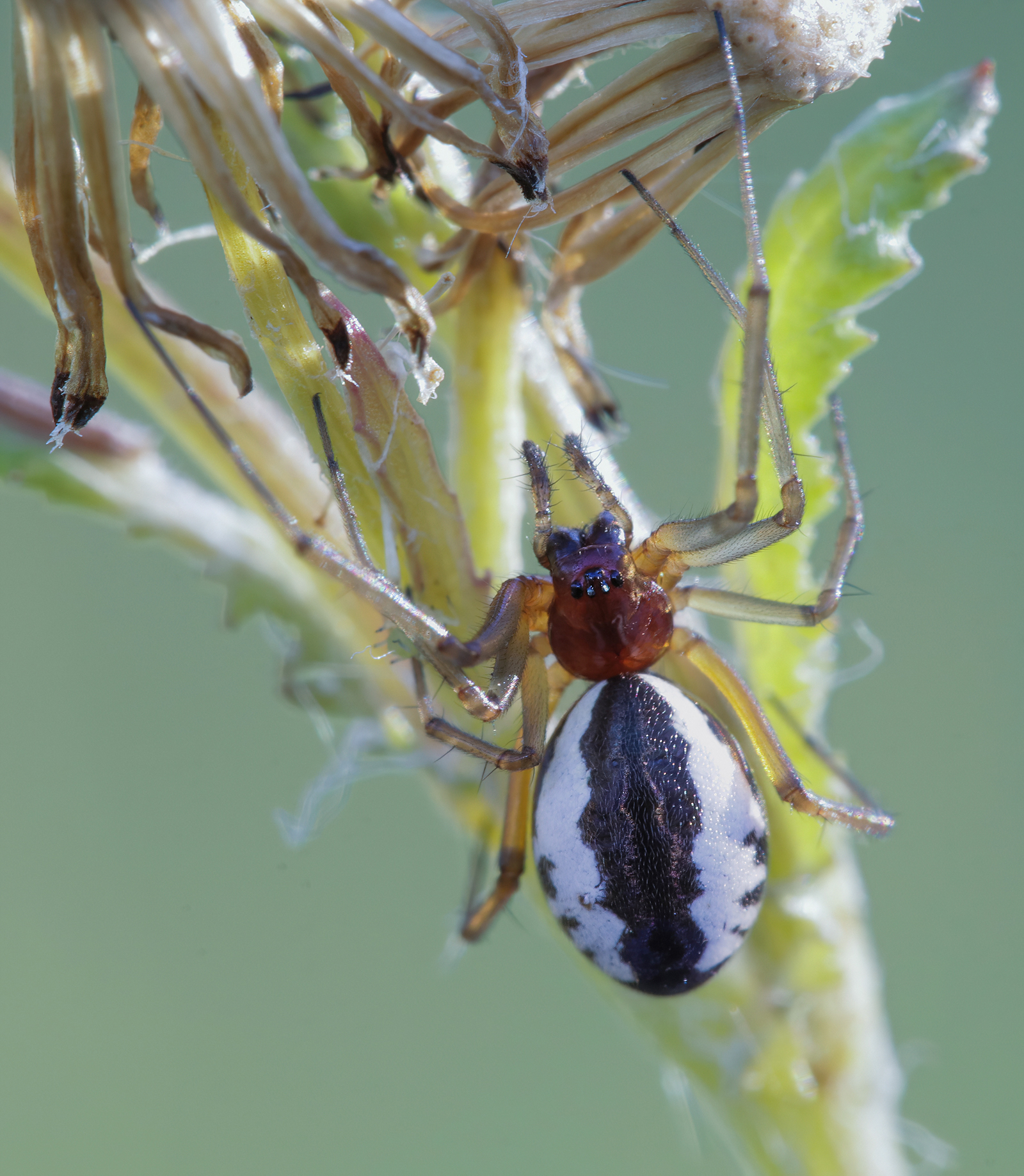 Frontinellina frutetorum