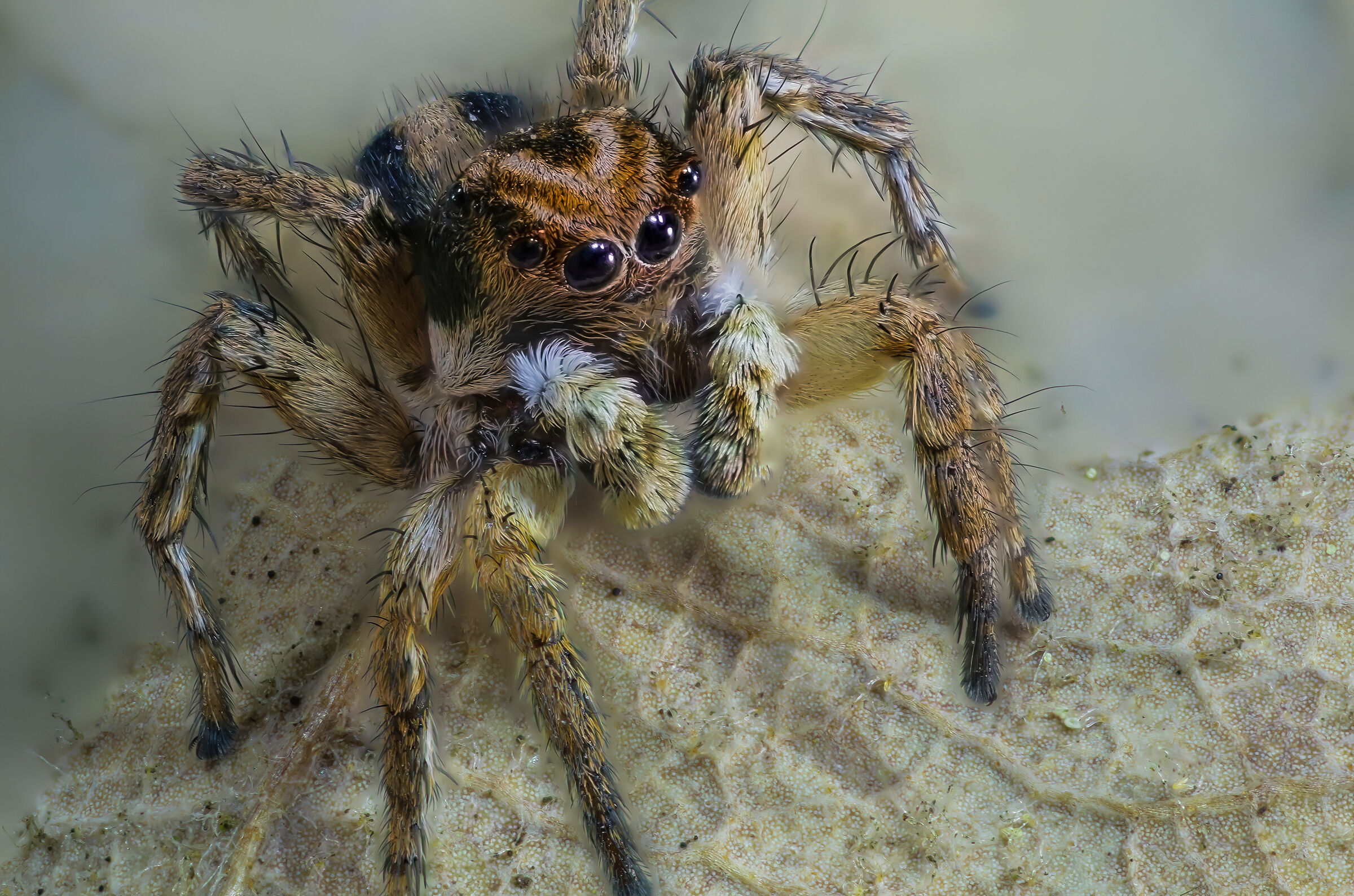 Aelurillus v-insignitus