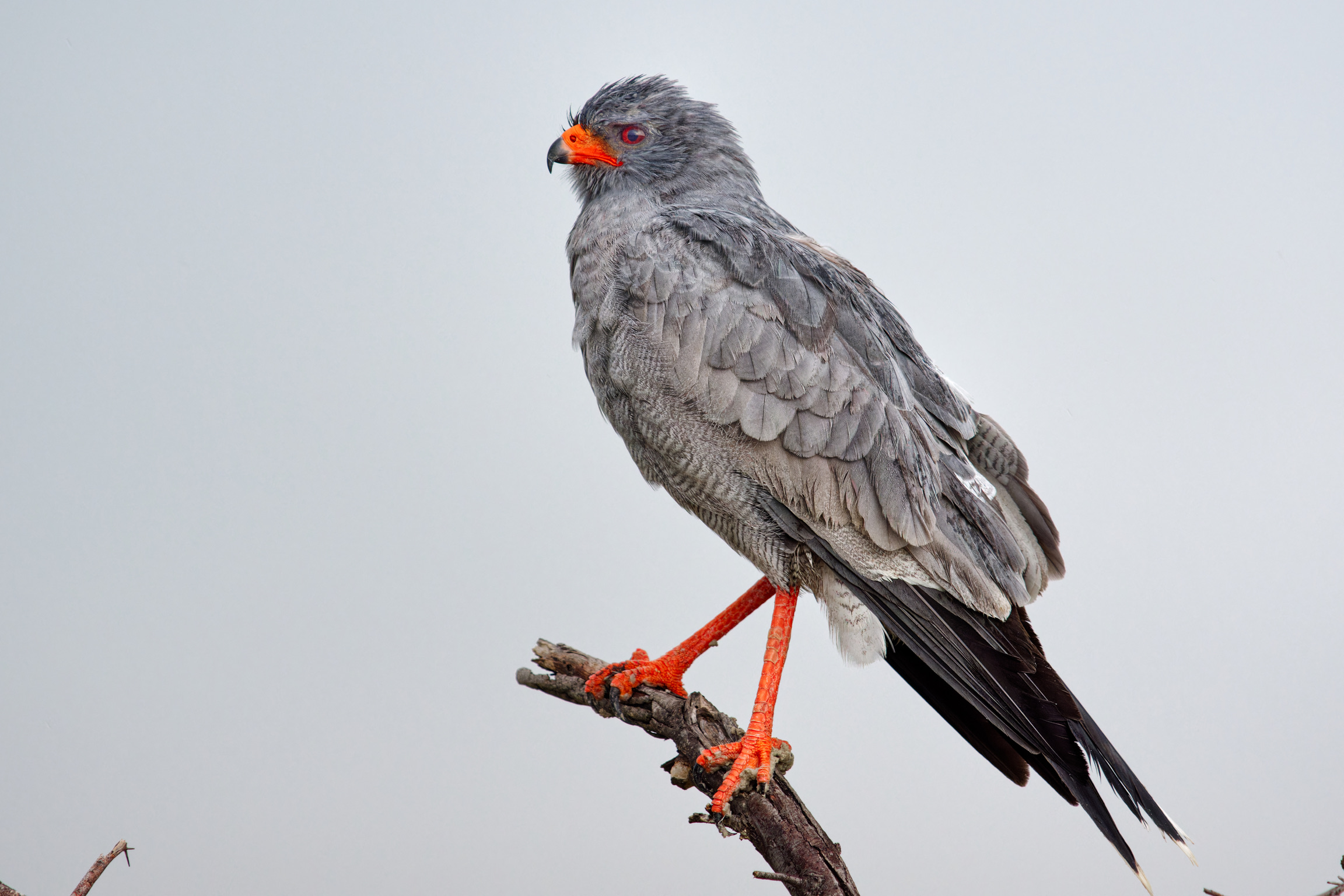 Goshawk