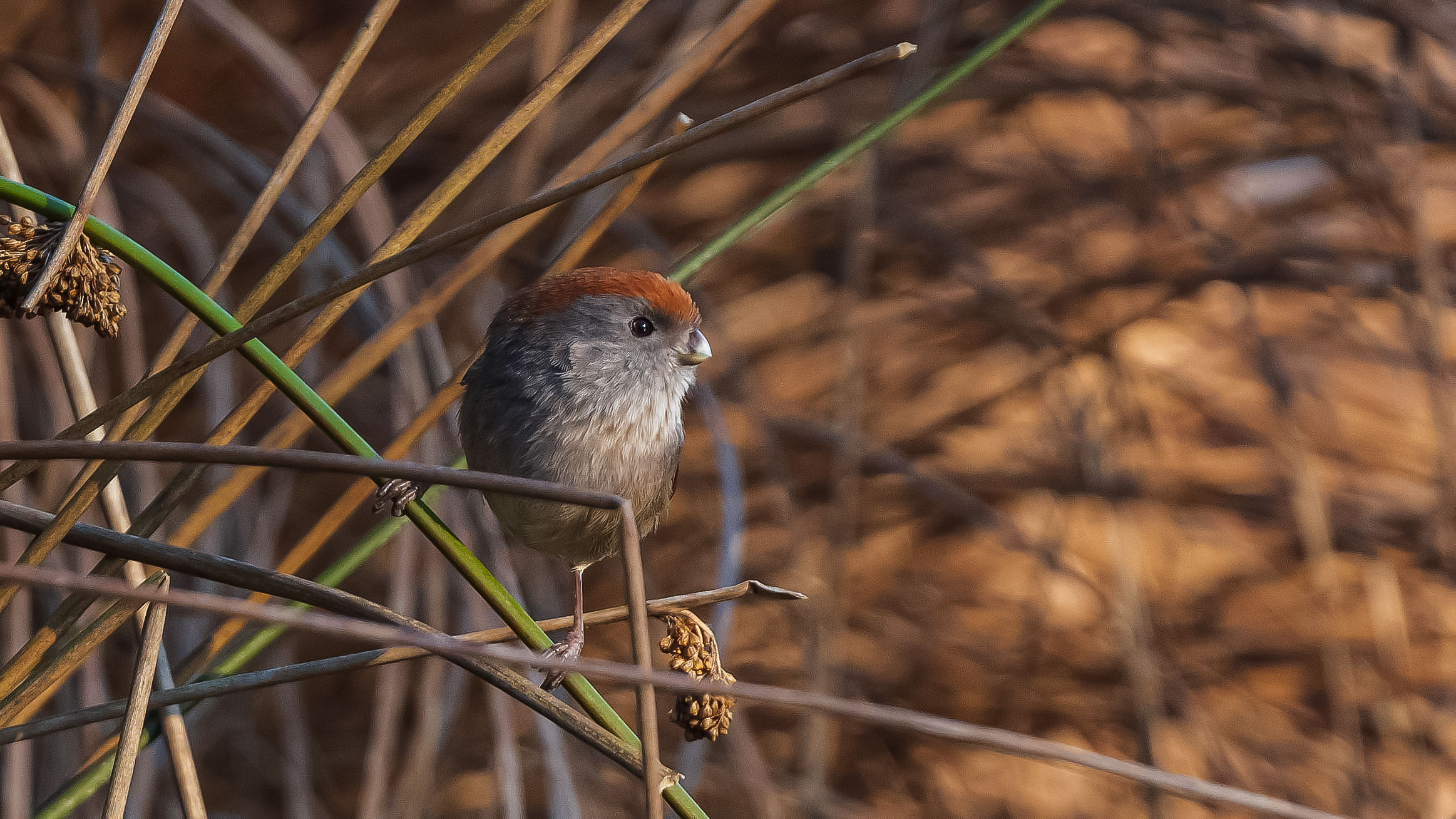 Ritorno del Panuro di Webb