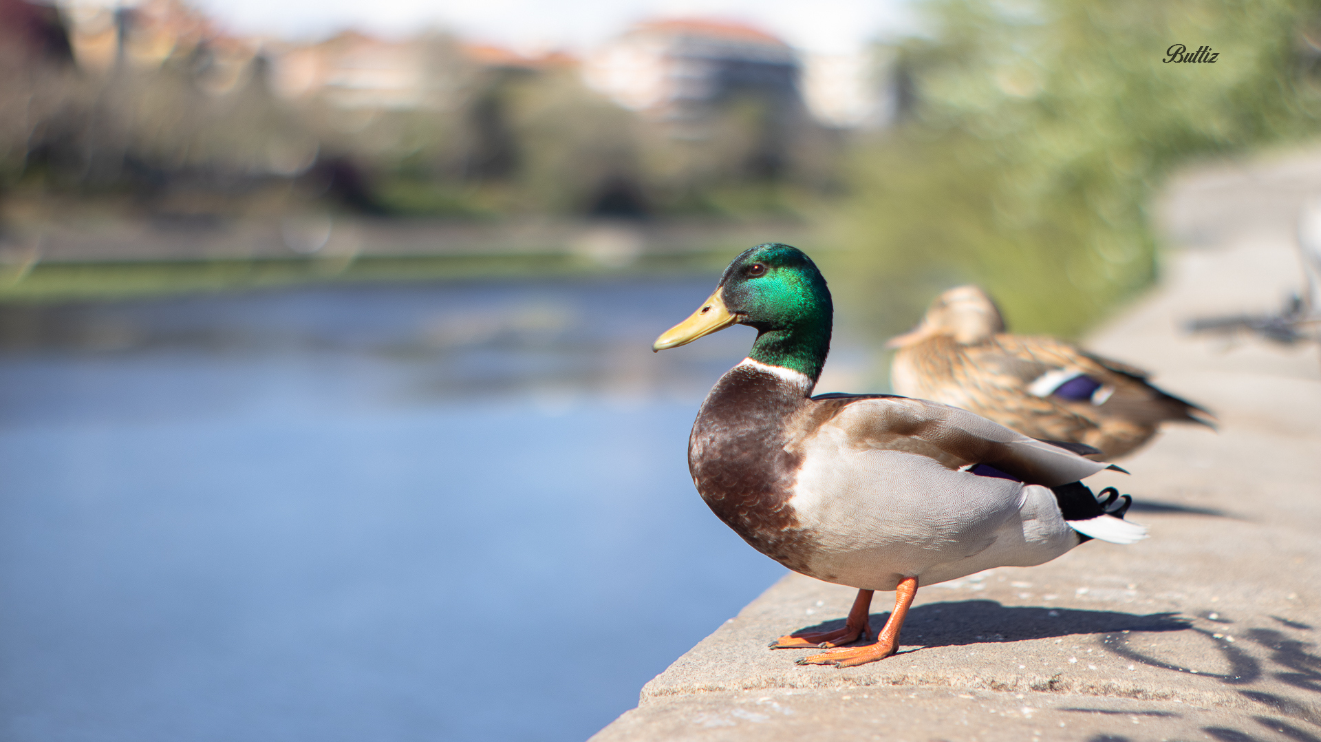 Canon TV Lens 50mm f0.95