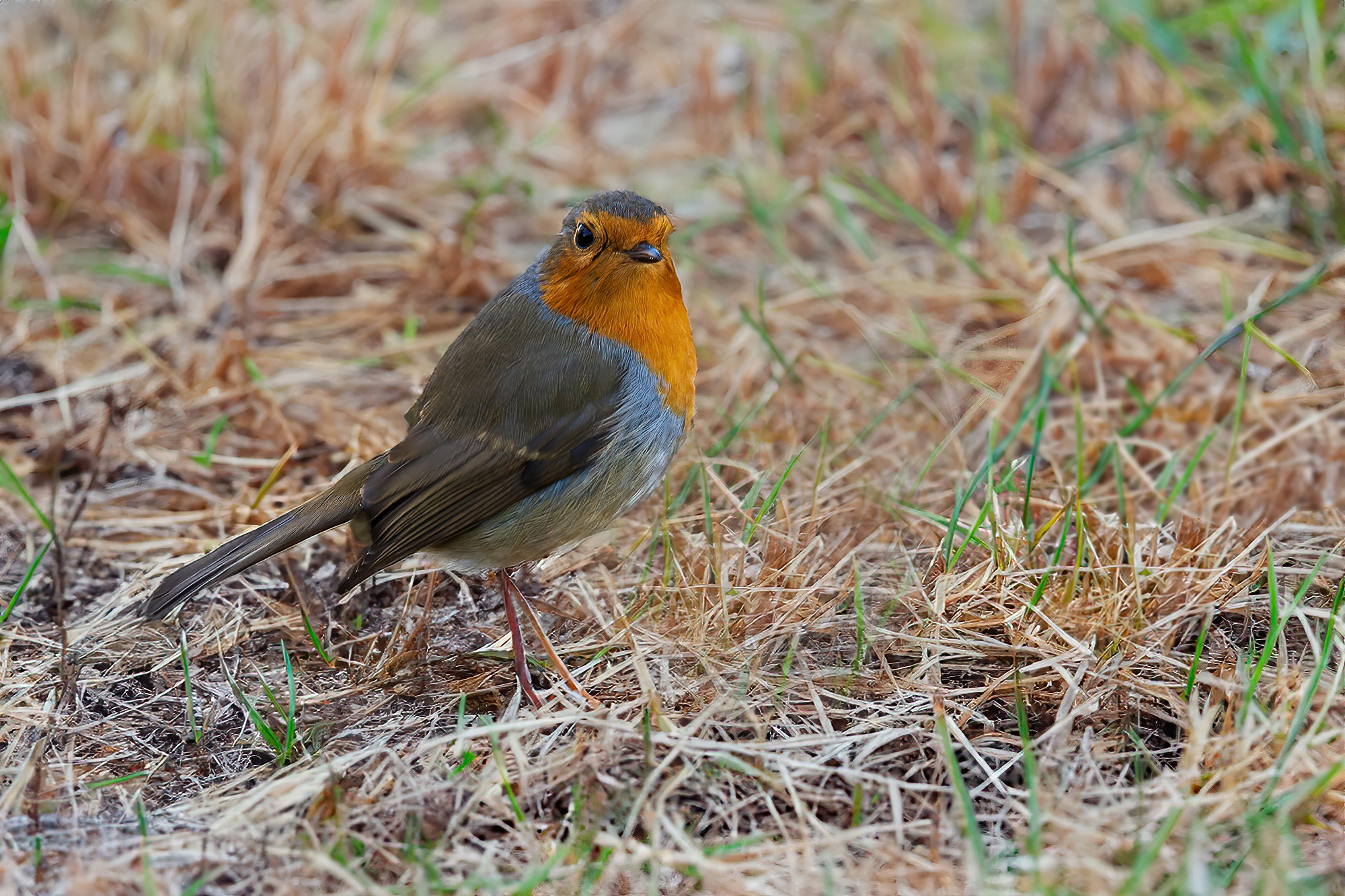 Robin