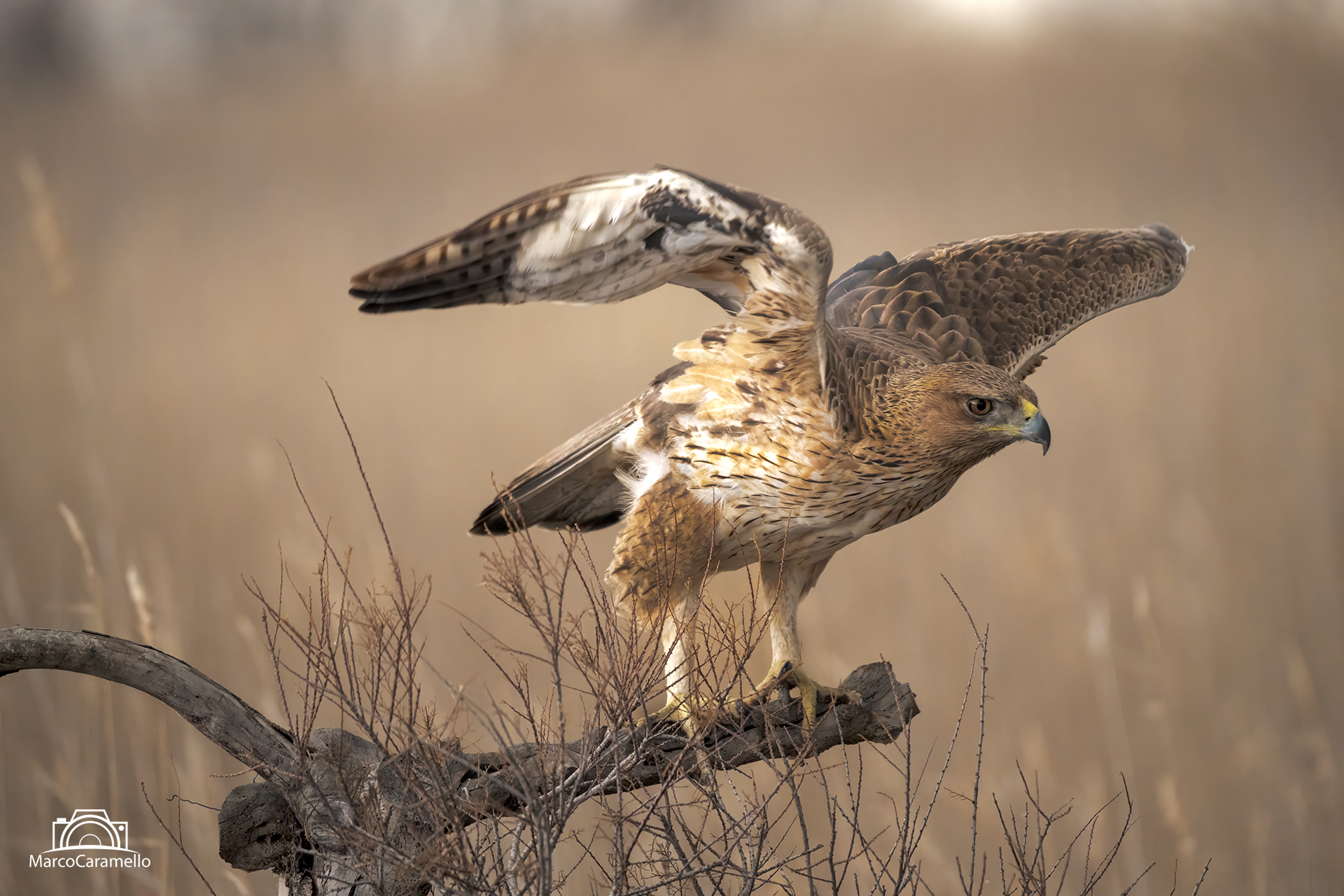 Aquila di Bonelli