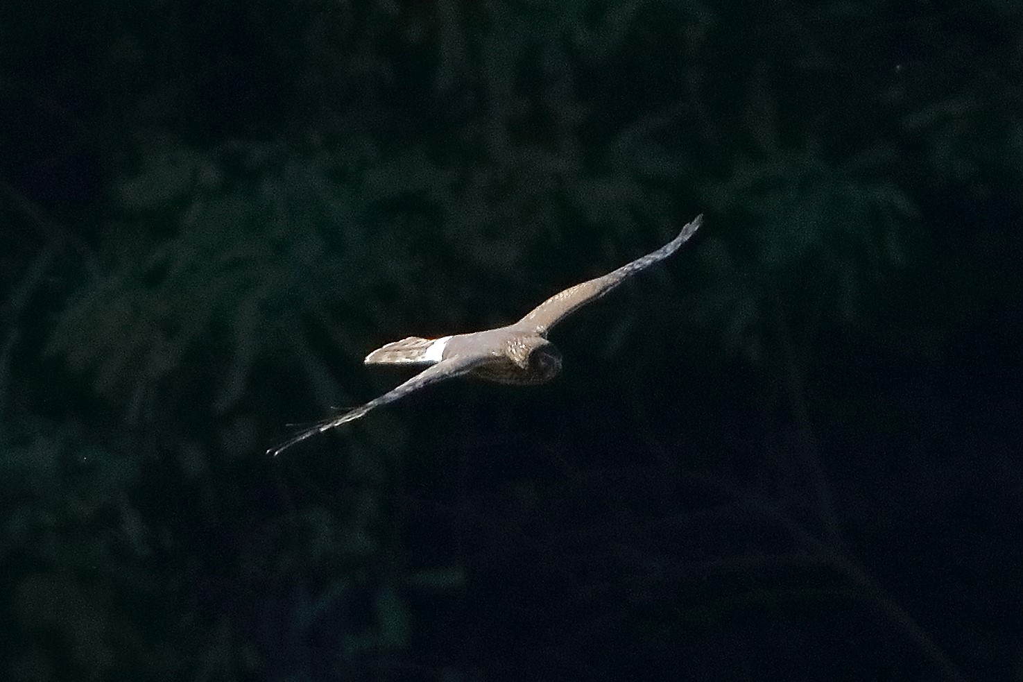 Hen Harrier 15-11-2023