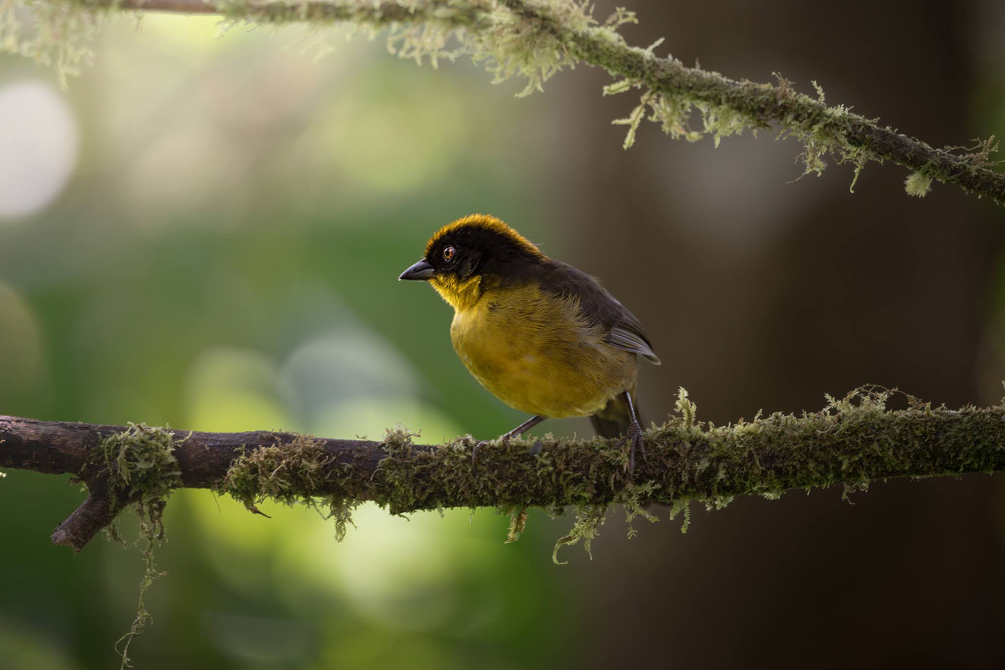 Yellow-breasted chaffinch