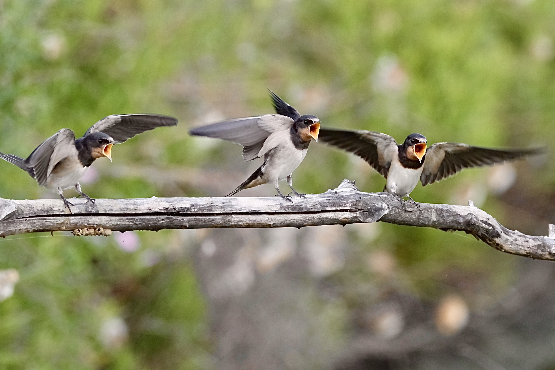 The Scream of Hunger