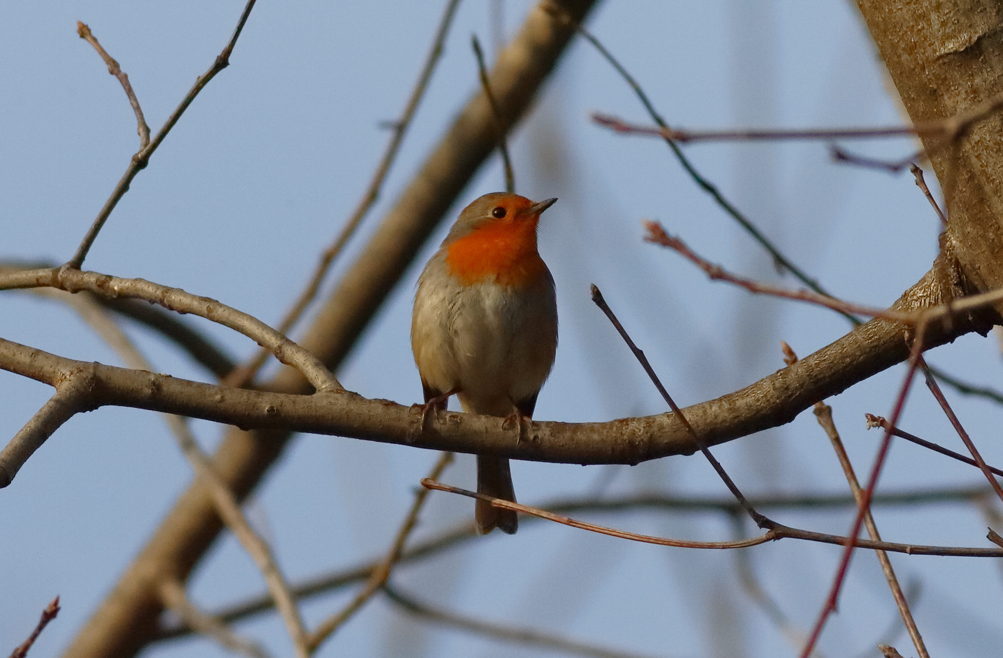 Robin 26 January 2024 - 0096