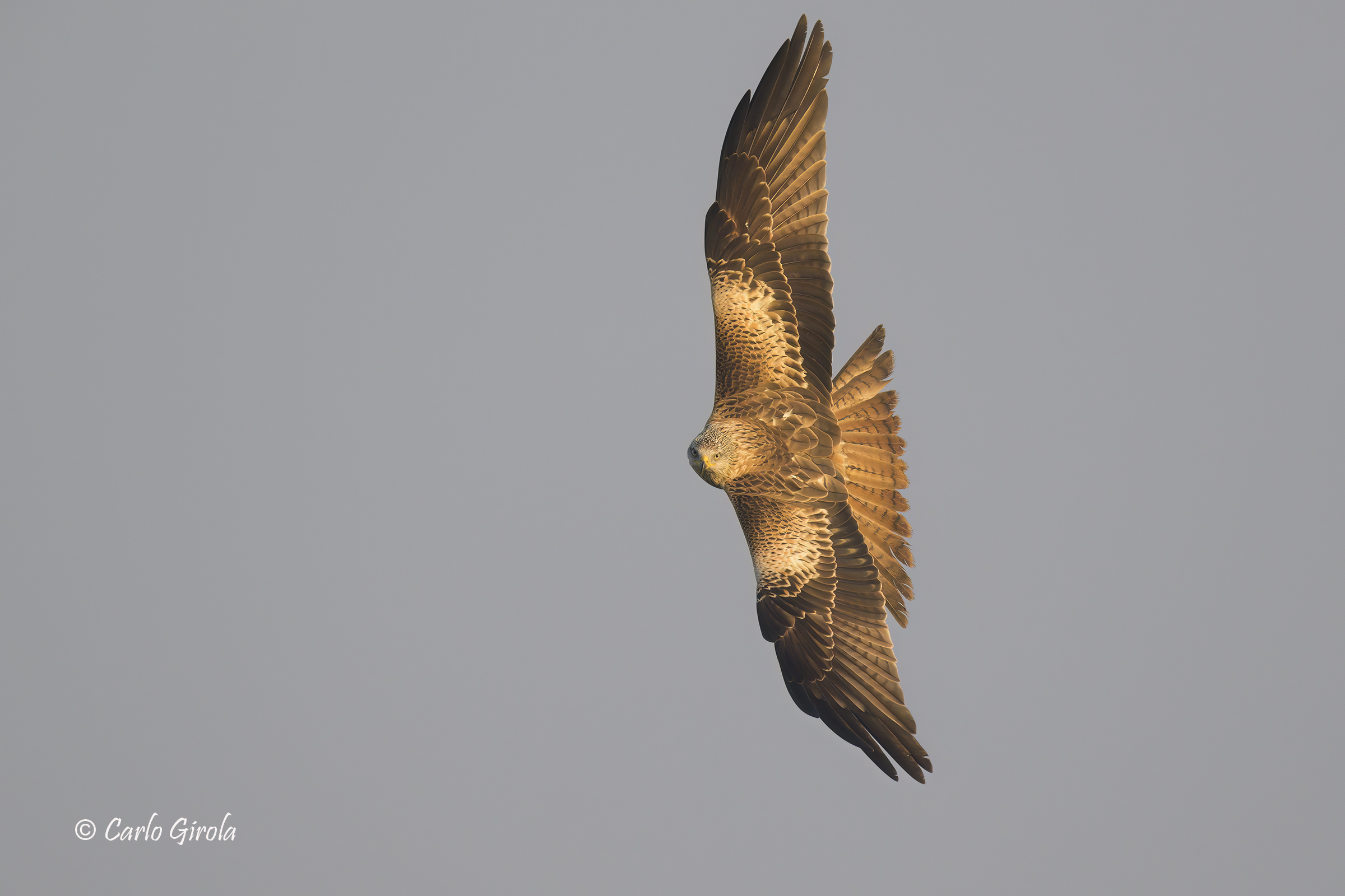 Red Kite (Milvus milvus)