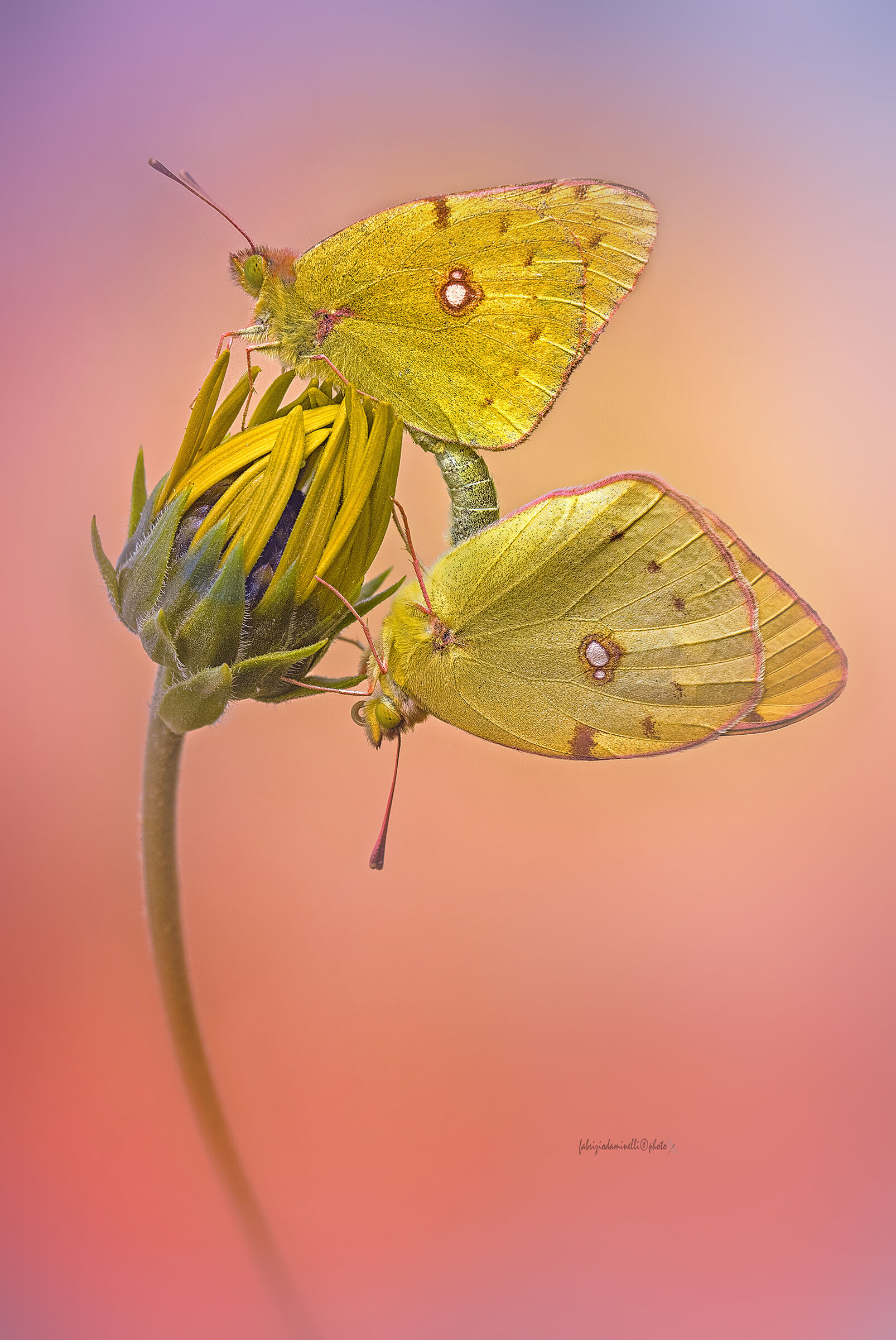 Colias croceus - mating