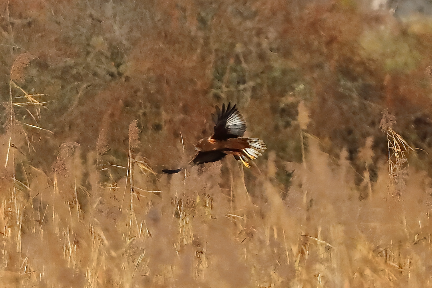 Marsh Harrier M 29-11-2023