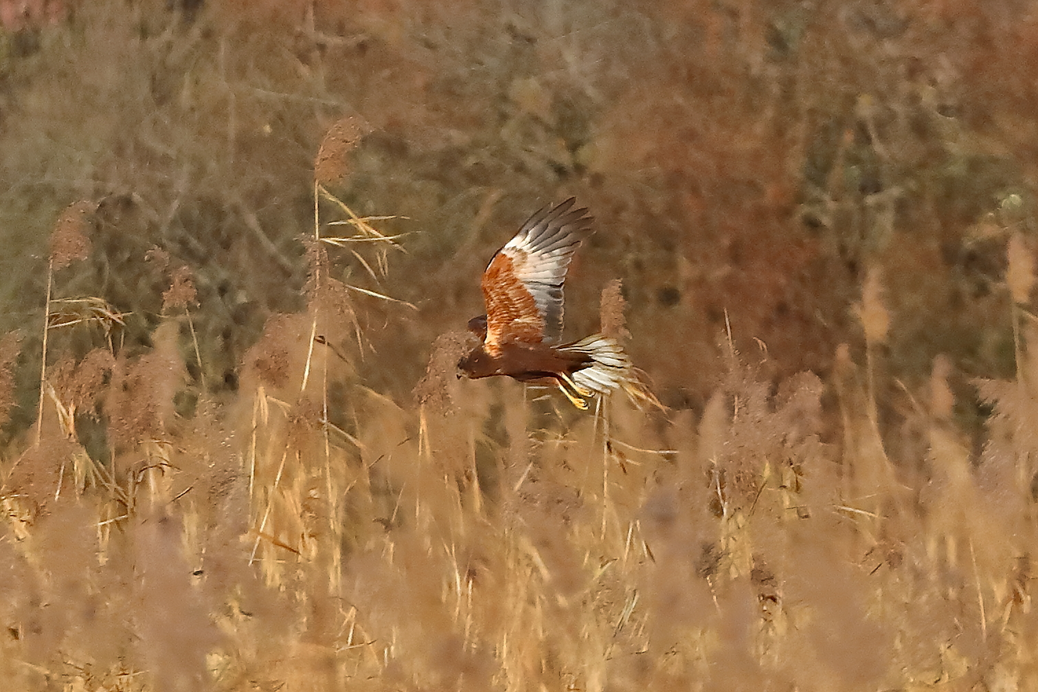 Marsh Harrier M 29-11-2023