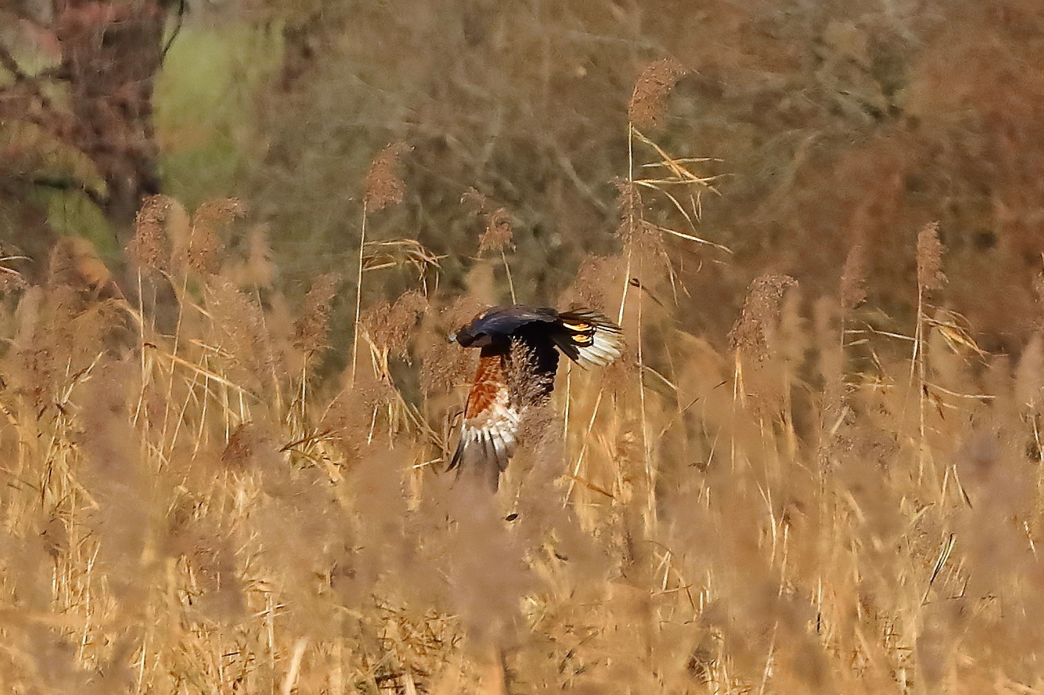 Marsh Harrier M 29-11-2023