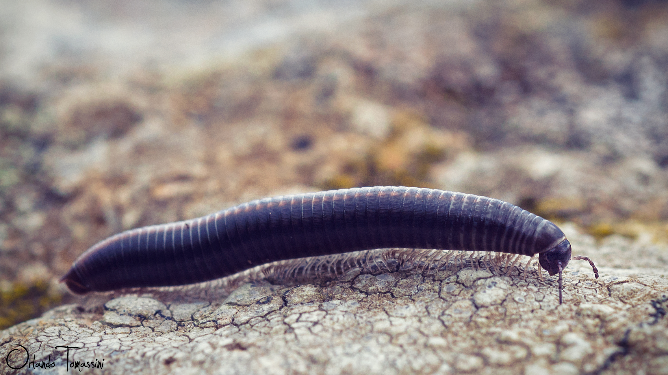 Spirobolus marginatus