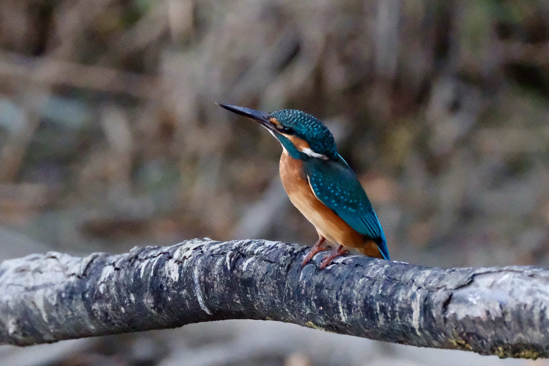 Waiting for the meal