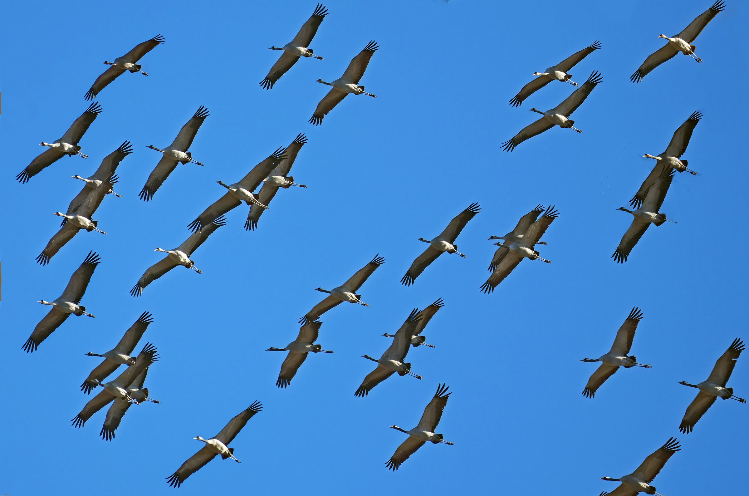 Diagonal Flight