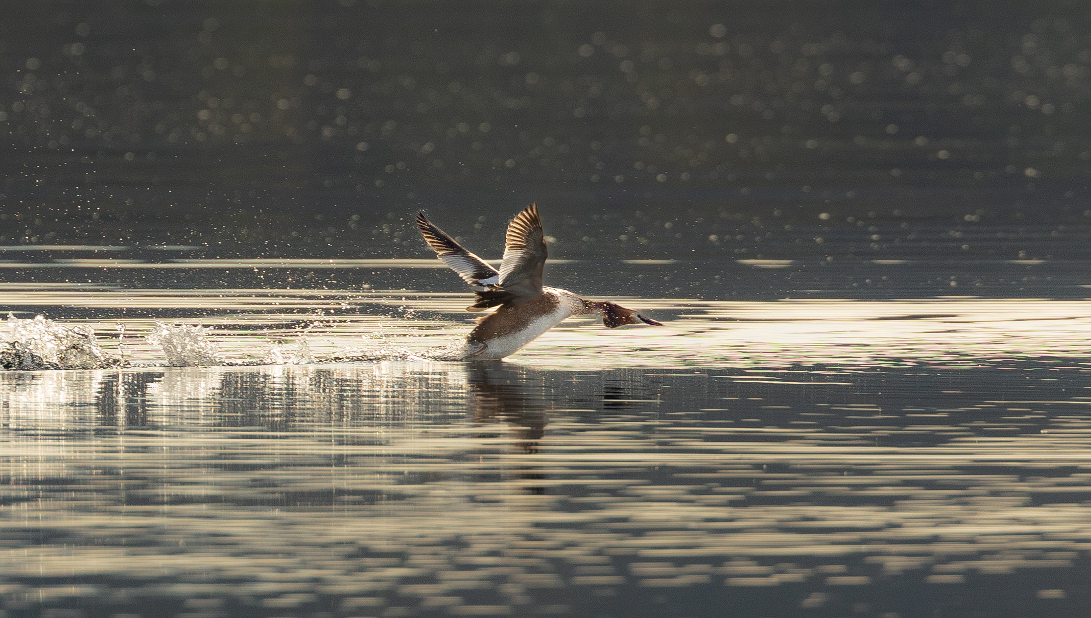svasso in gara per una femmina