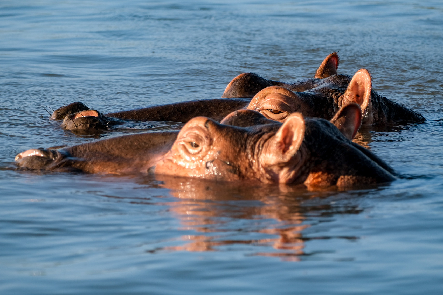 Safari Kwazulu Natal St.Lucia