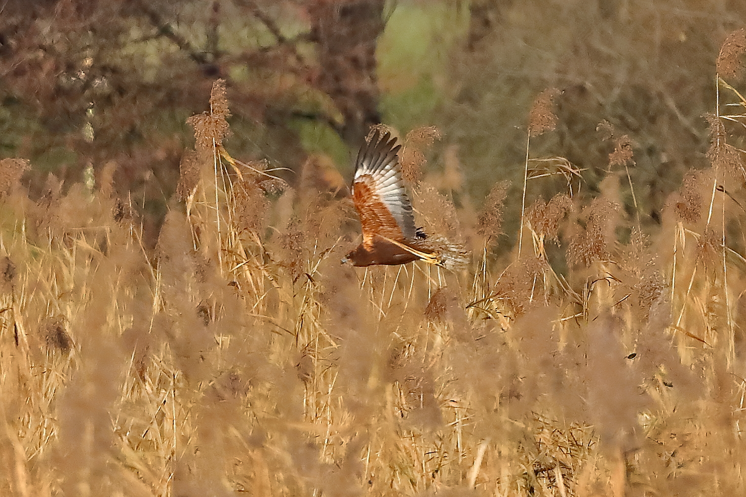 Marsh Harrier M 29-11-2023