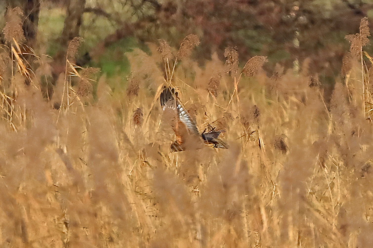 Marsh Harrier M 29-11-2023