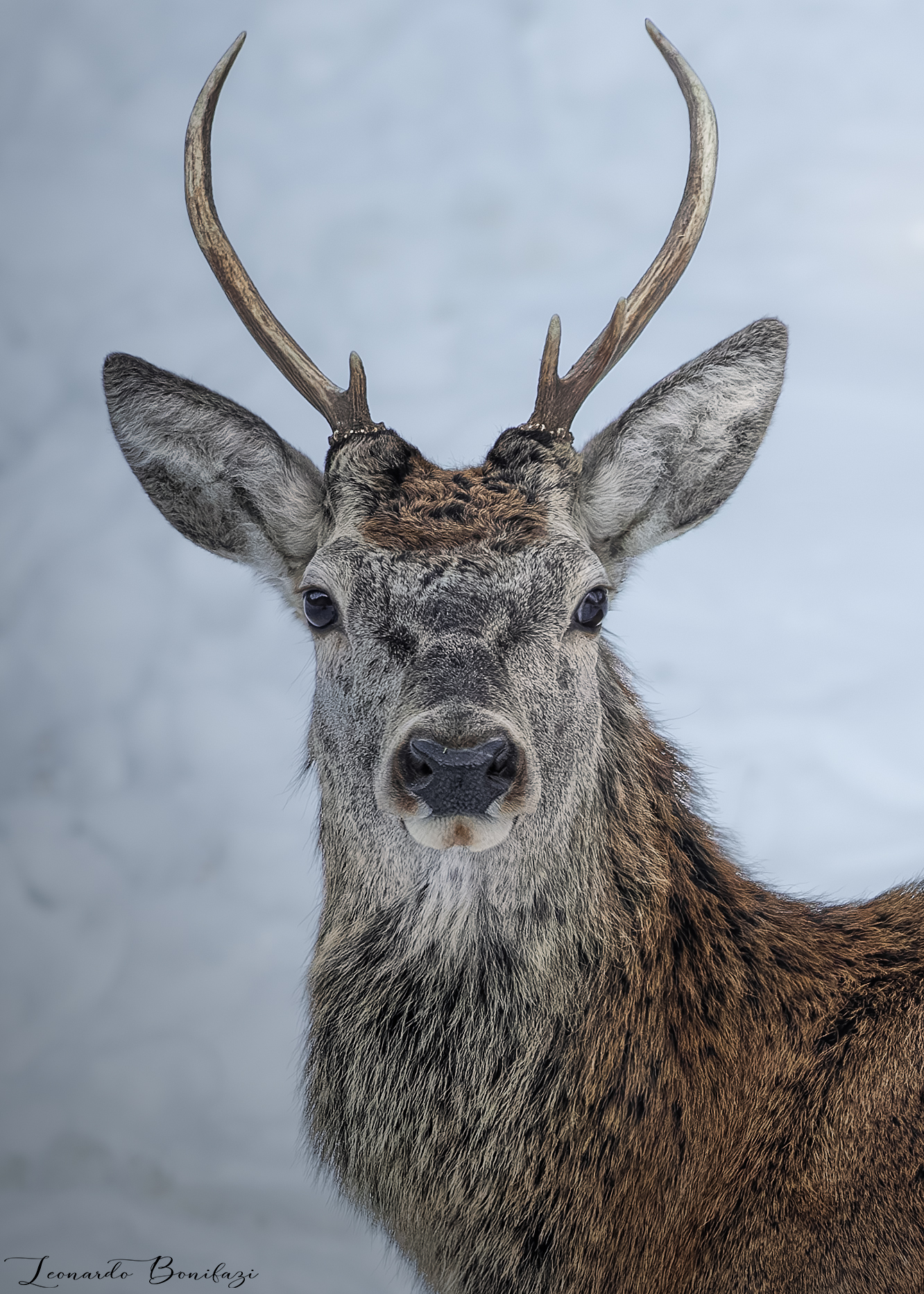 A portrait of a deer