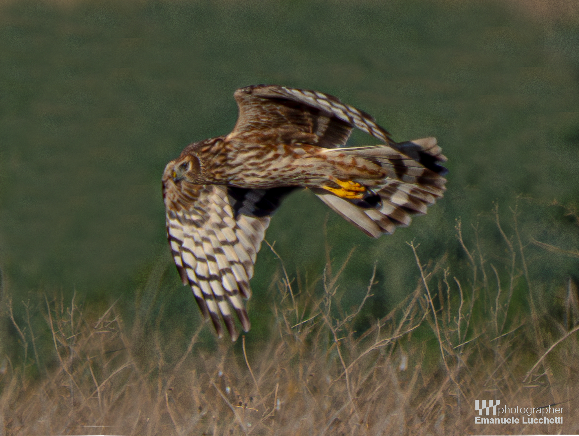 Hen Harrier (f)