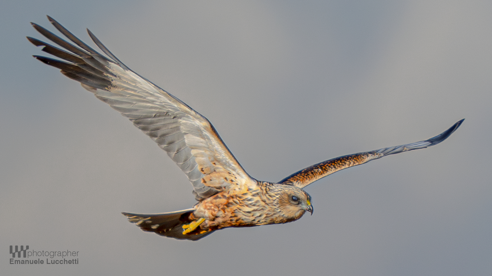 Marsh Harrier (Bad)
