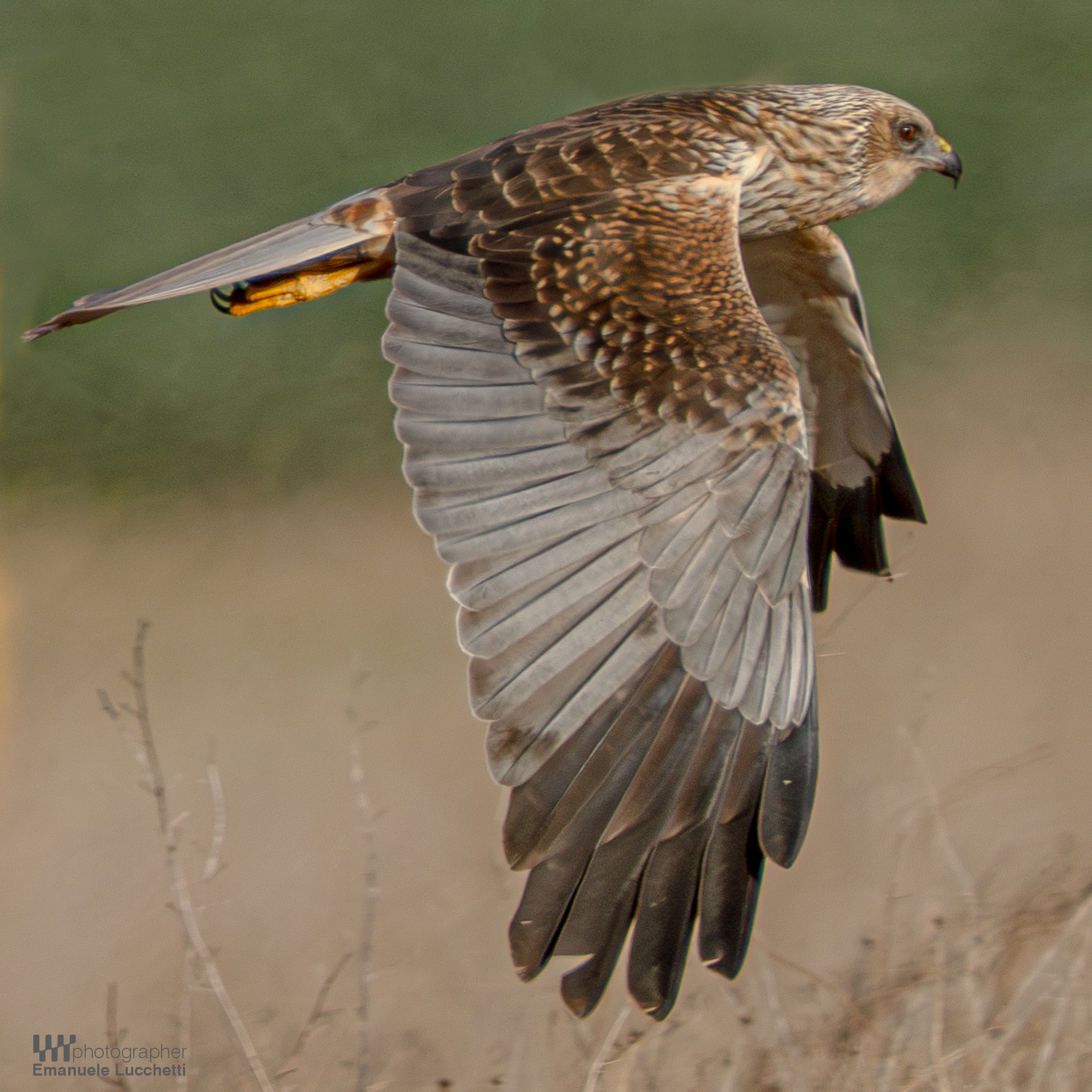 Marsh Harrier (Bad)