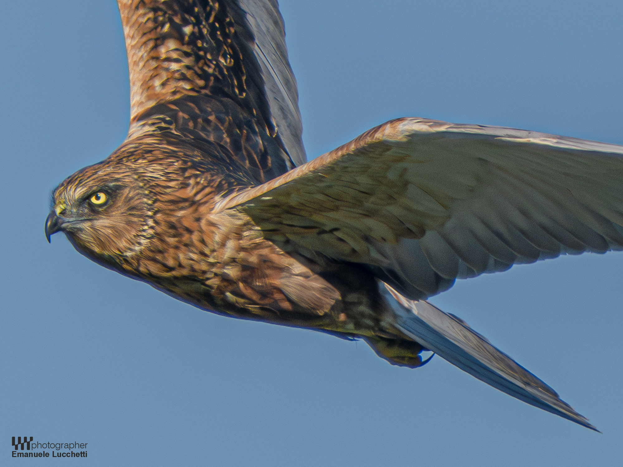 Marsh Harrier (Bad)